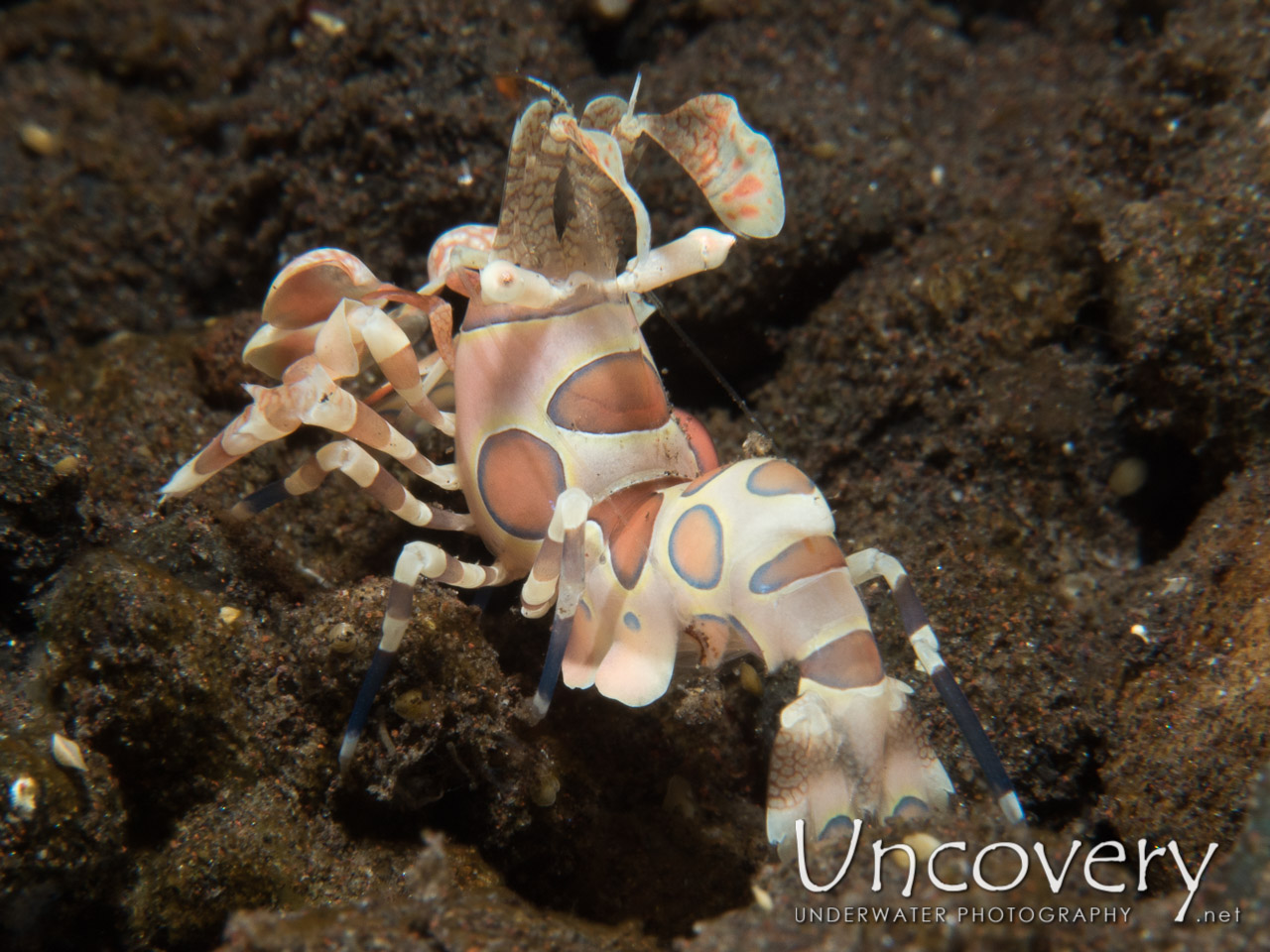 Harlequin Shrimp (hymenocera Picta) shot in Indonesia|Bali|Tulamben|Melasti