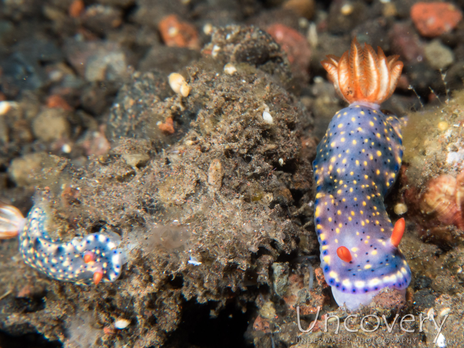 Nudibranch (hypselodoris Infucata), photo taken in Indonesia, Bali, Tulamben, Melasti