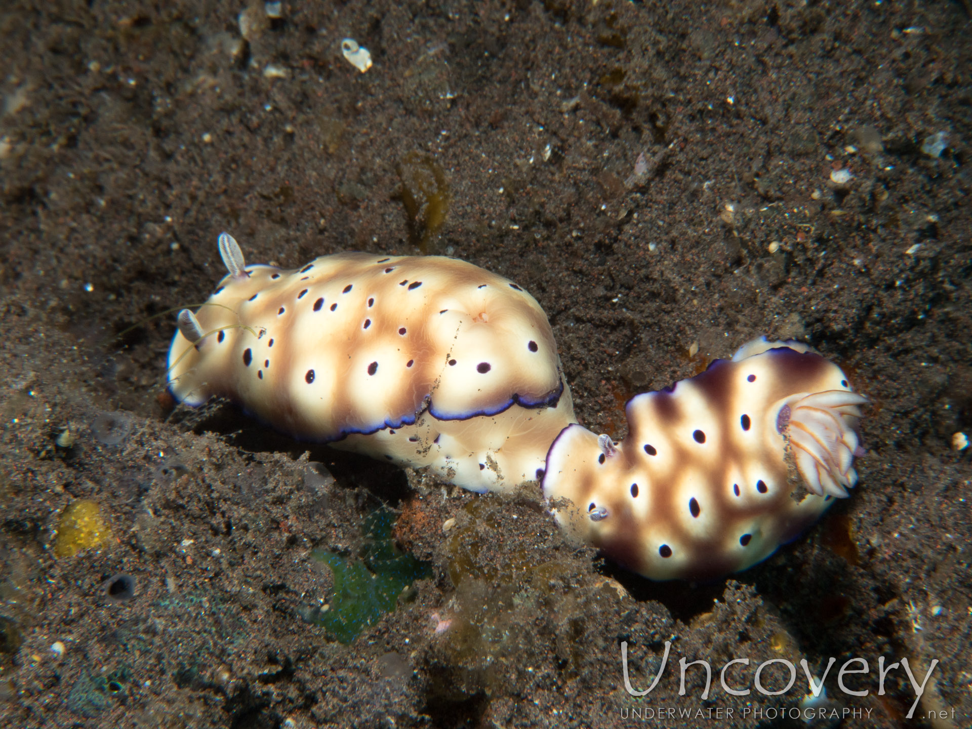 Nudibranch (hypselodoris Tryoni), photo taken in Indonesia, Bali, Tulamben, Melasti