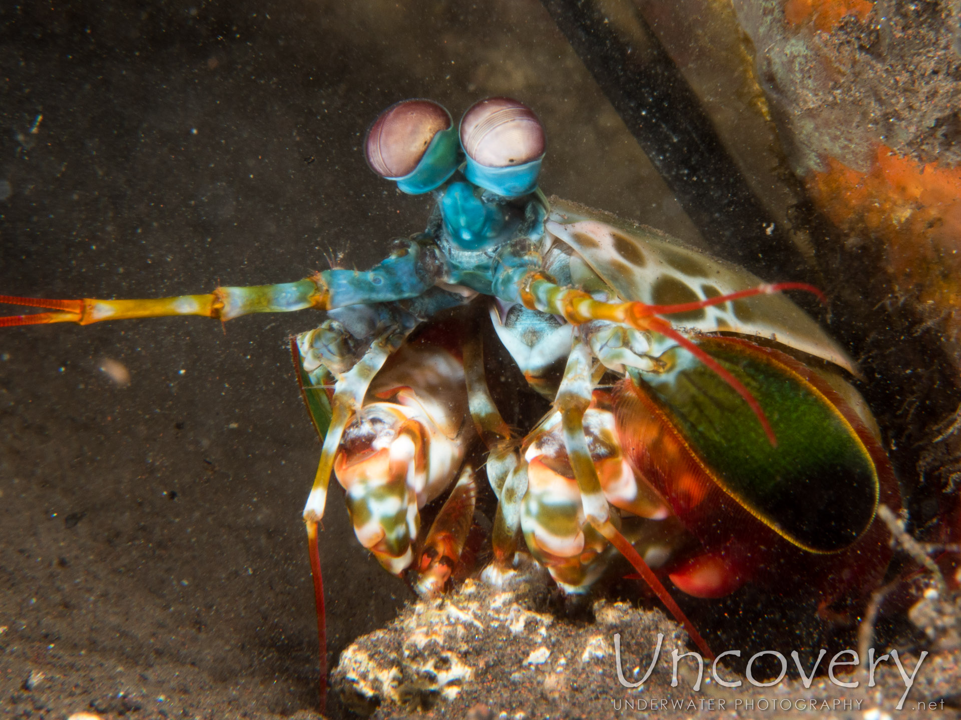 Peacock Mantis Shrimp (odontodactylus Scyllarus), photo taken in Indonesia, Bali, Tulamben, Melasti