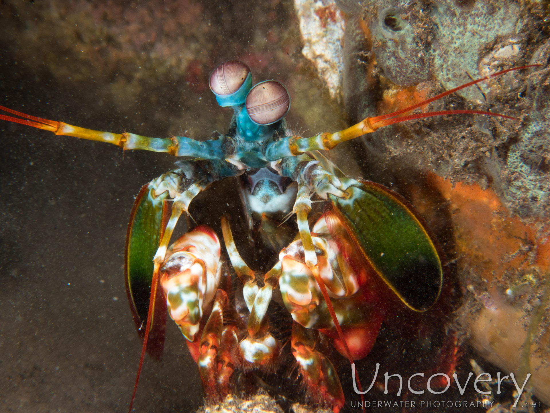 Peacock Mantis Shrimp (odontodactylus Scyllarus), photo taken in Indonesia, Bali, Tulamben, Melasti