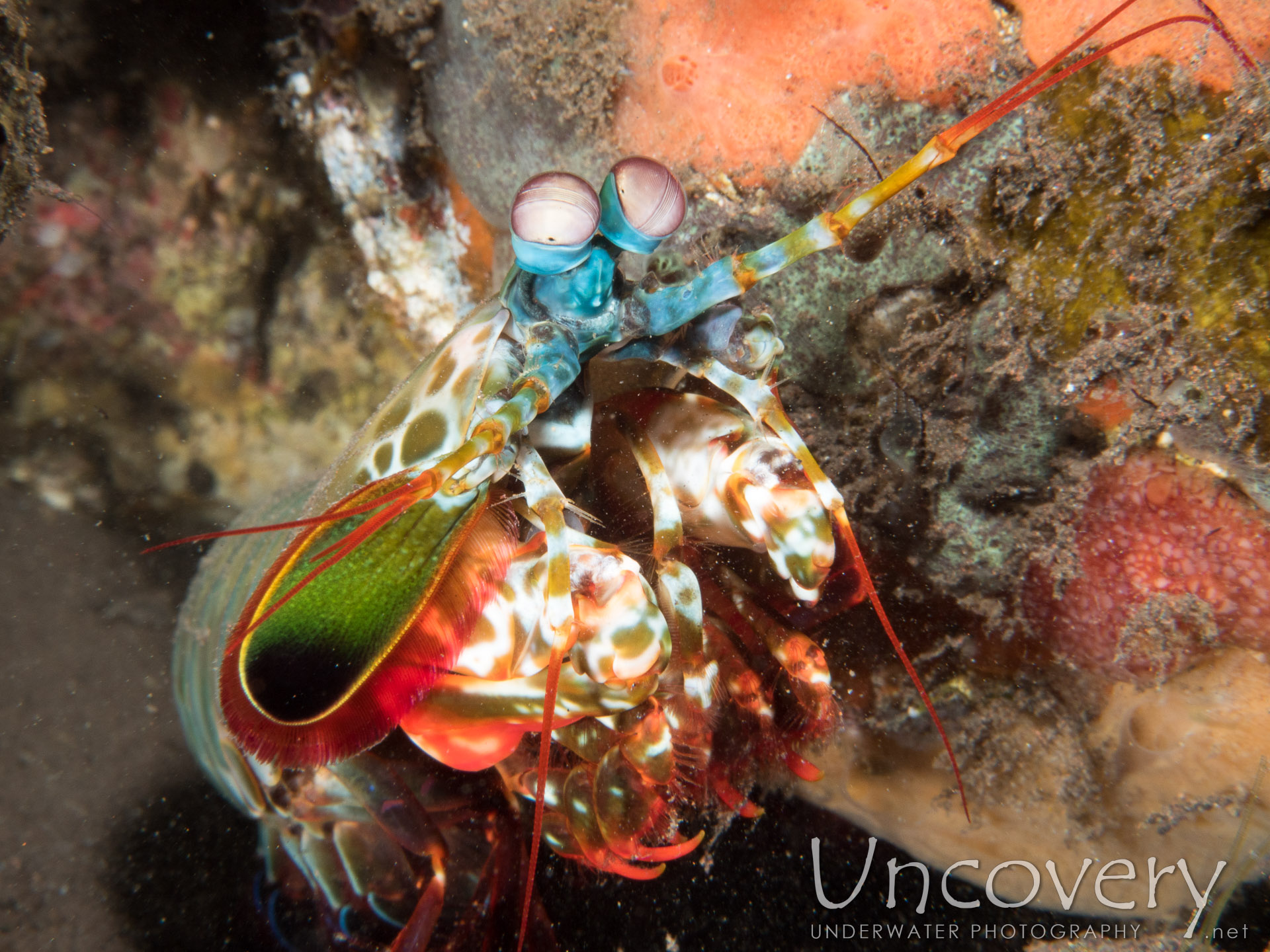 Peacock Mantis Shrimp (odontodactylus Scyllarus), photo taken in Indonesia, Bali, Tulamben, Melasti