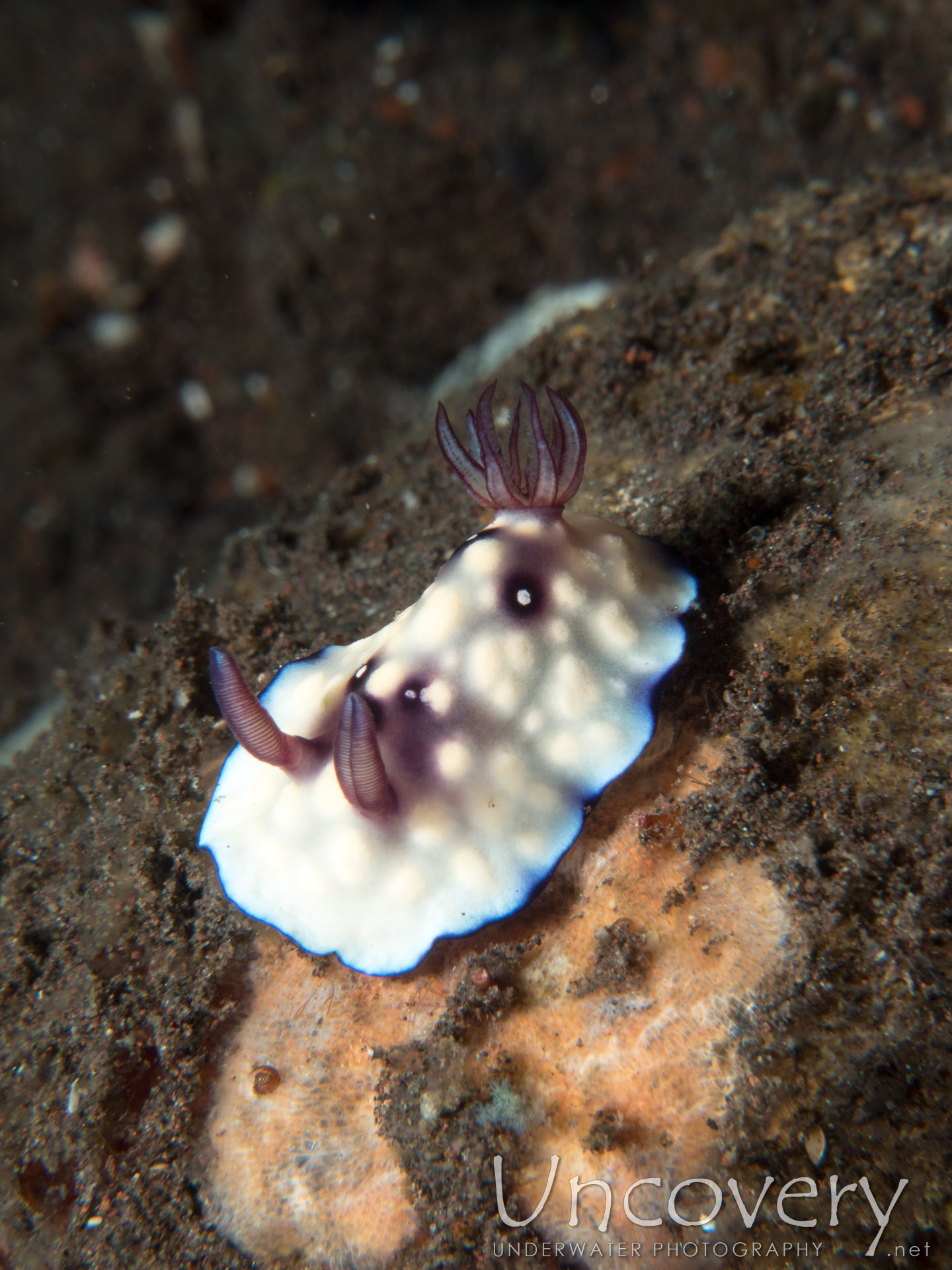 Nudibranch (goniobranchus Hintuanensis), photo taken in Indonesia, Bali, Tulamben, Melasti