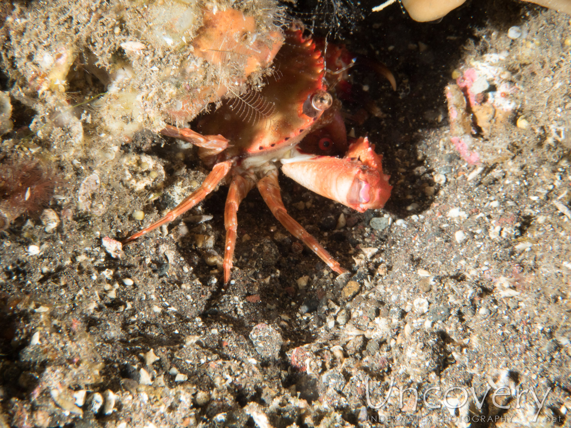 Swimmer Crab, photo taken in Indonesia, Bali, Tulamben, Sidem