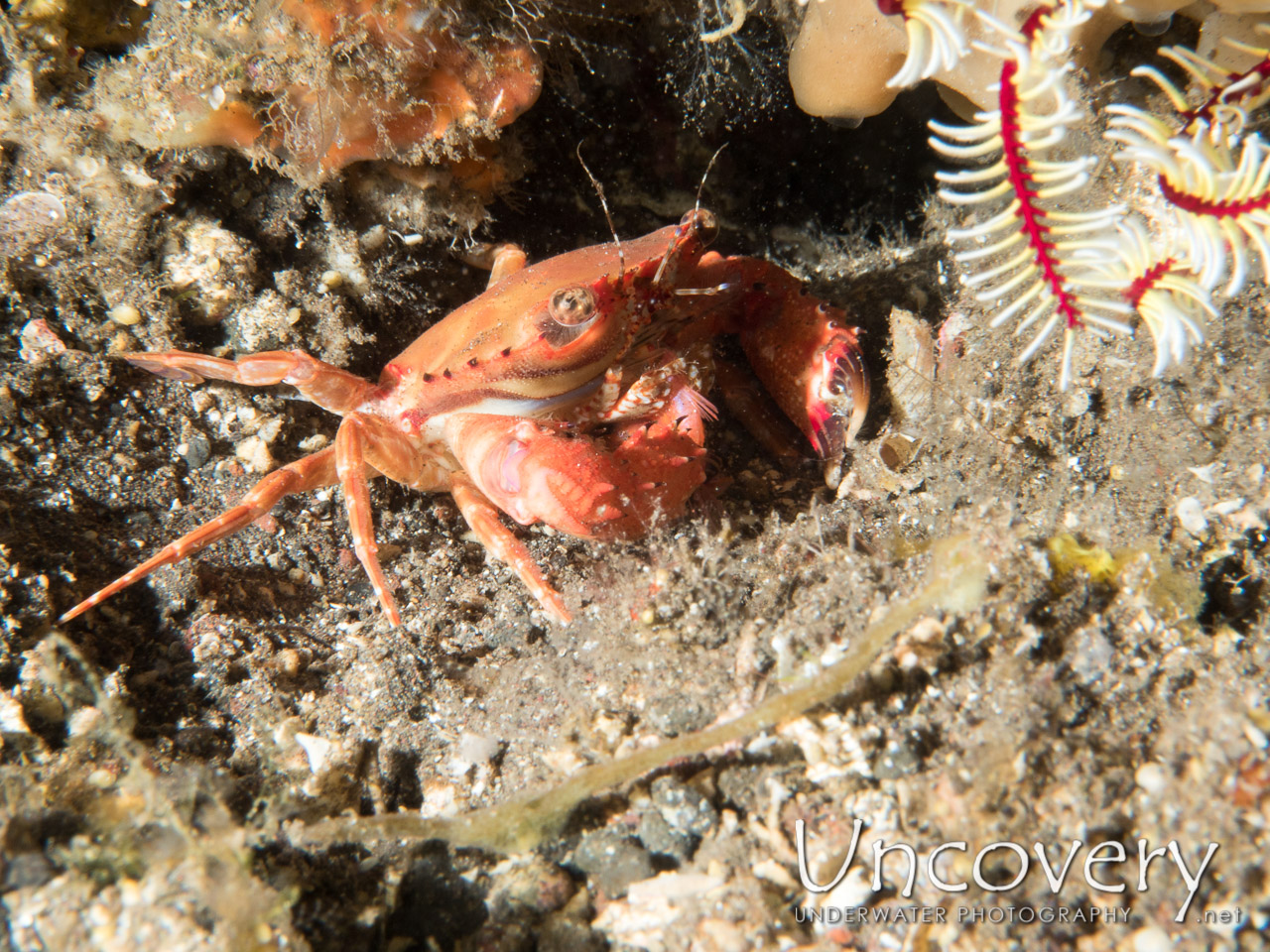 Swimmer Crab, photo taken in Indonesia, Bali, Tulamben, Sidem