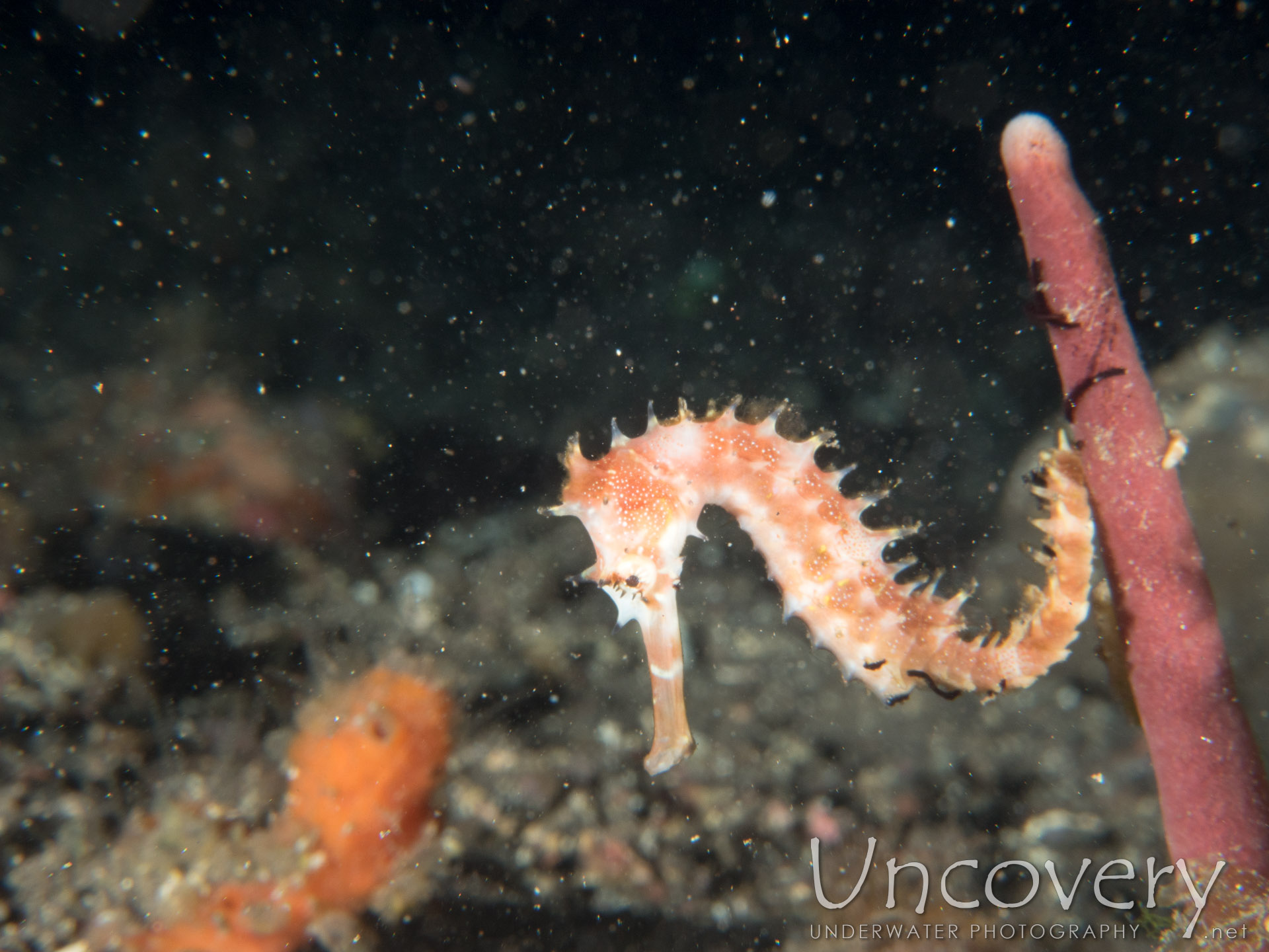 Thorny Seahorse (hippocampus Histrix), photo taken in Indonesia, Bali, Tulamben, Sidem