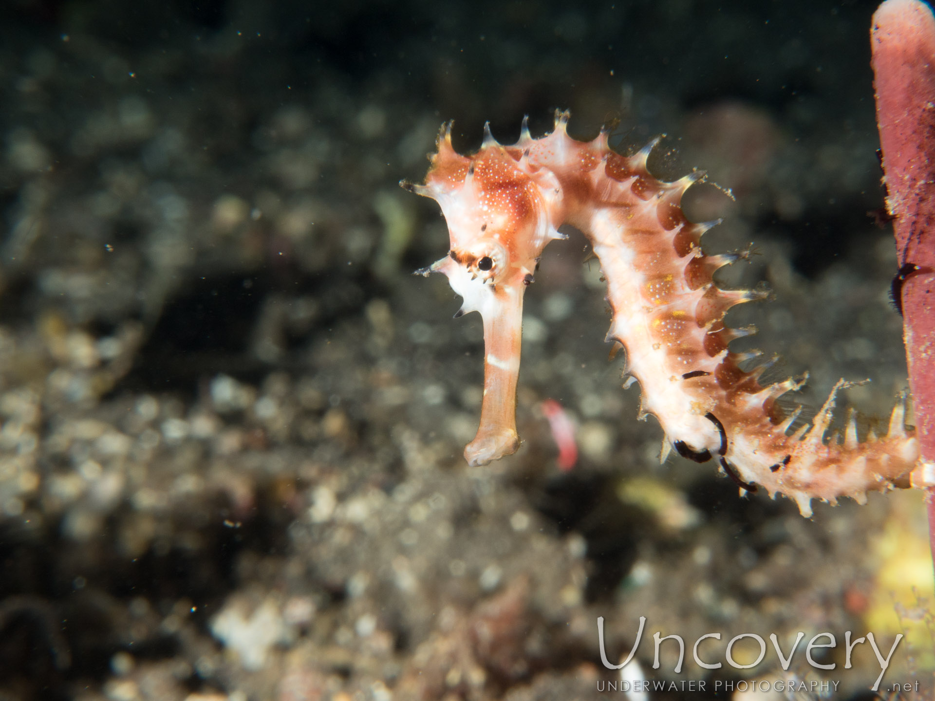 Thorny Seahorse (hippocampus Histrix), photo taken in Indonesia, Bali, Tulamben, Sidem