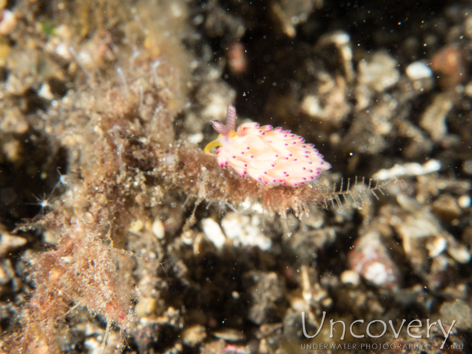 Nudibranch (favorinus Mirabilis), photo taken in Indonesia, Bali, Tulamben, Sidem