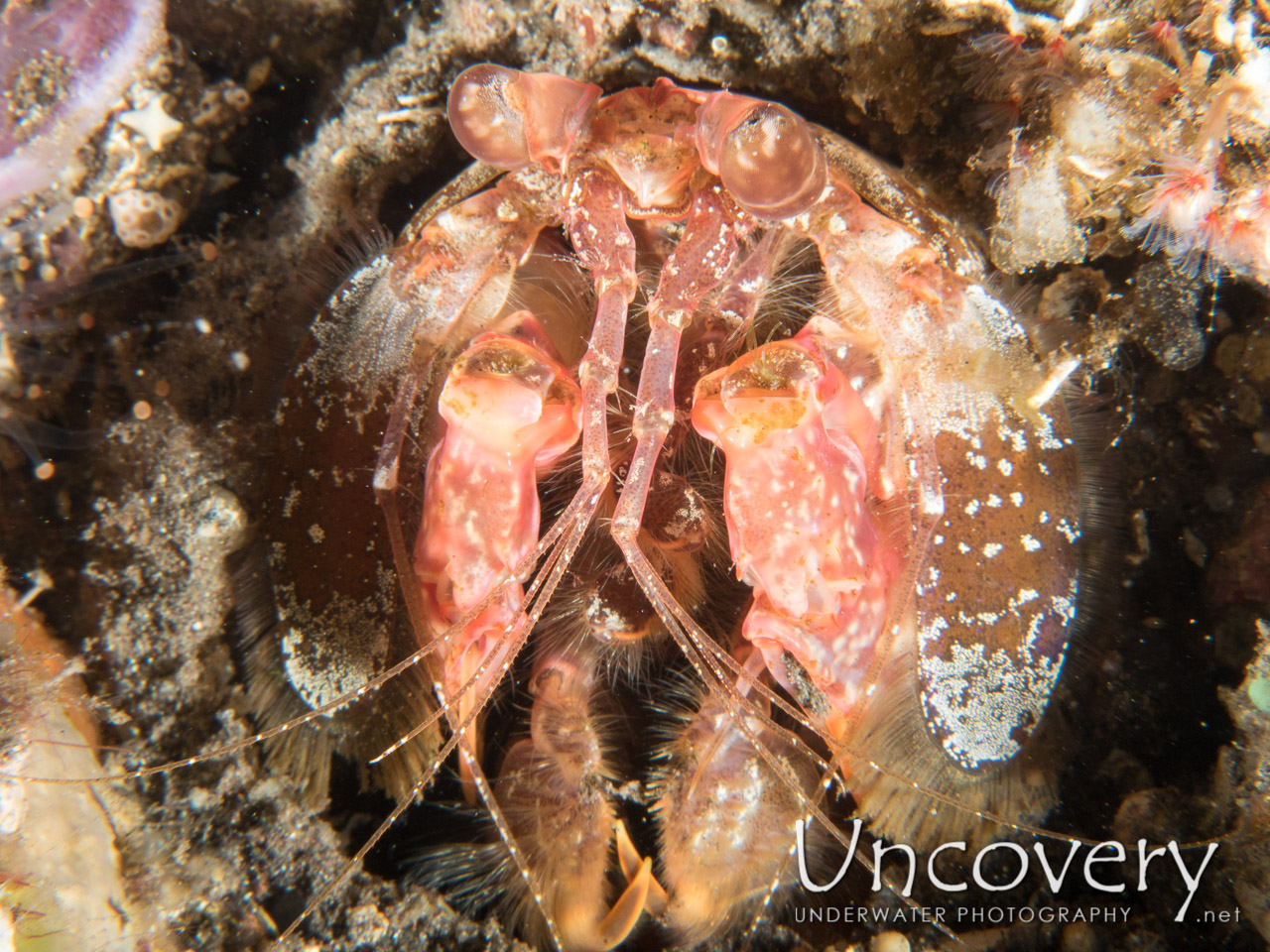 Giant Mantisshrimp, photo taken in Indonesia, Bali, Tulamben, Sidem