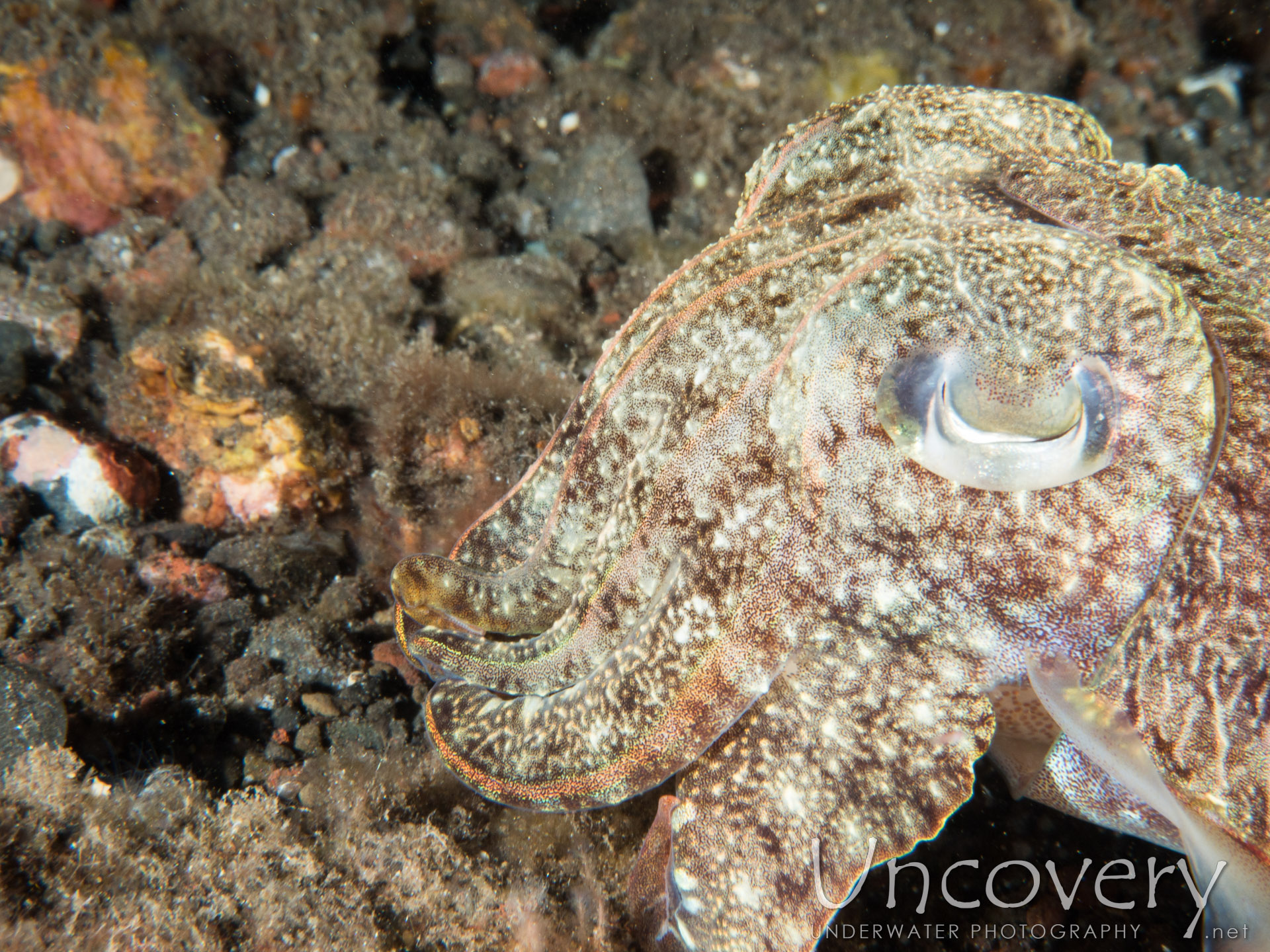 Broadclub Cuttlefish (sepia Latimanus), photo taken in Indonesia, Bali, Tulamben, Sidem