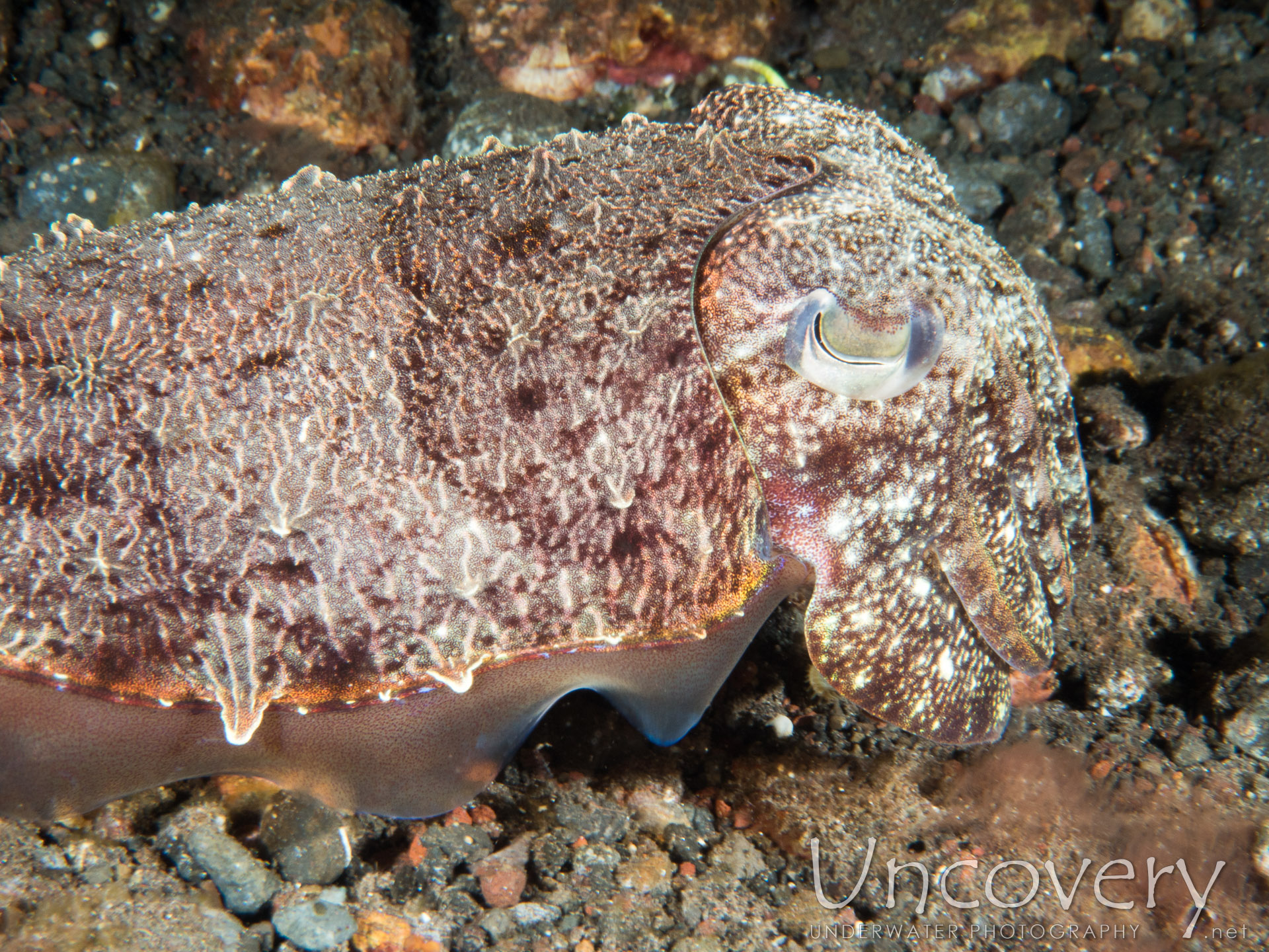 Broadclub Cuttlefish (sepia Latimanus), photo taken in Indonesia, Bali, Tulamben, Sidem