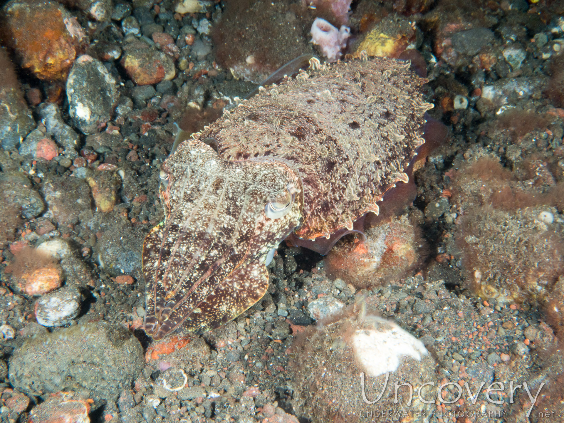 Broadclub Cuttlefish (sepia Latimanus), photo taken in Indonesia, Bali, Tulamben, Sidem