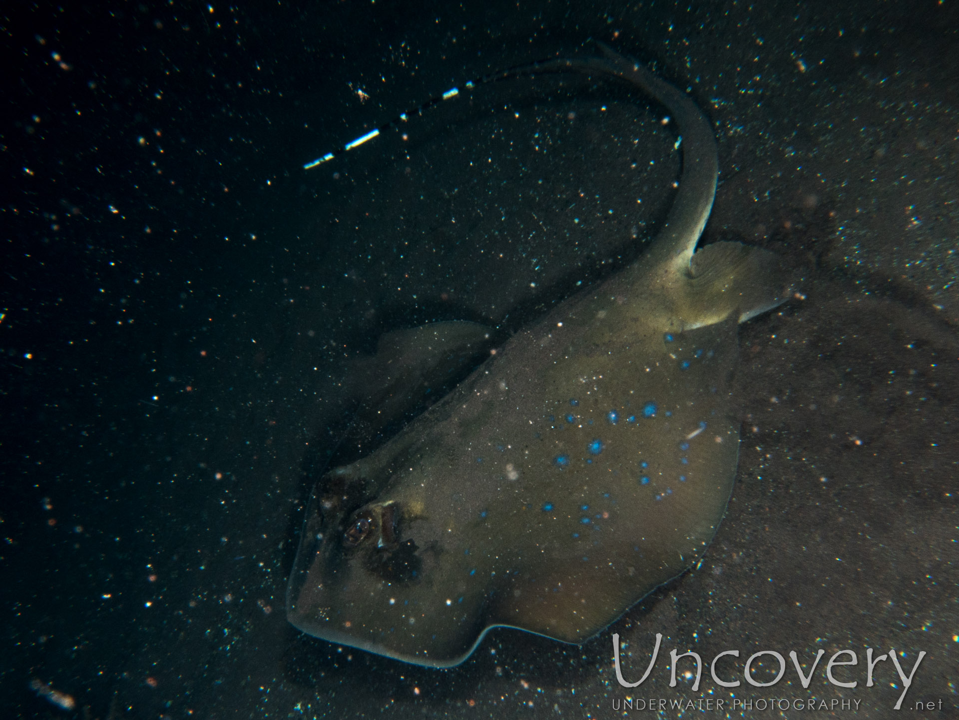 Stingray, photo taken in Indonesia, Bali, Tulamben, Pantai Lahar