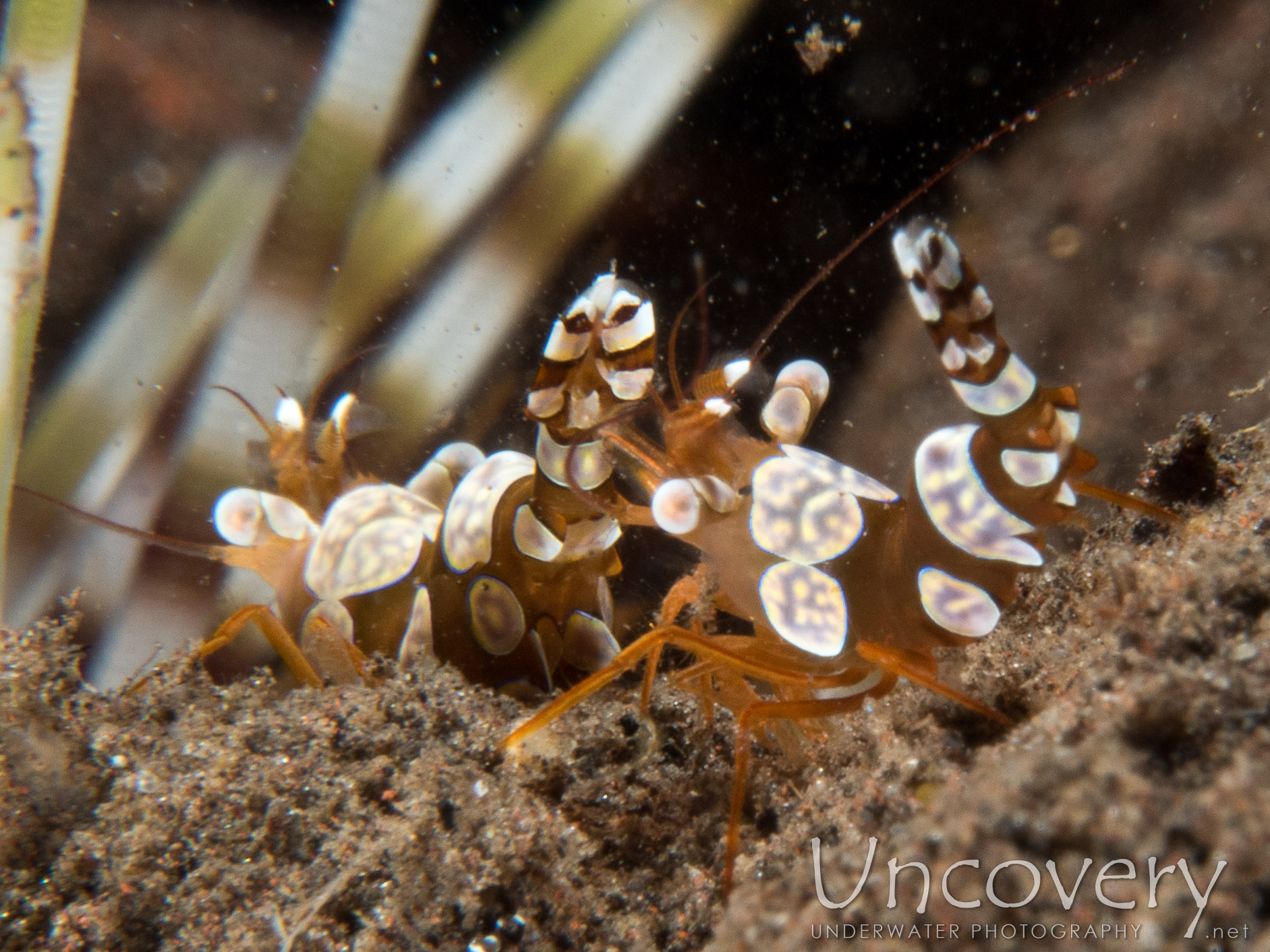 Sexy Shrimp (thor Amboinensis), photo taken in Indonesia, Bali, Tulamben, Batu Niti Slope