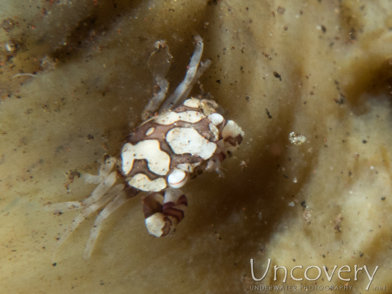 Harlequin Swimmer Crab (lissocarcinus Laevis), photo taken in Indonesia, Bali, Tulamben, Batu Niti Slope