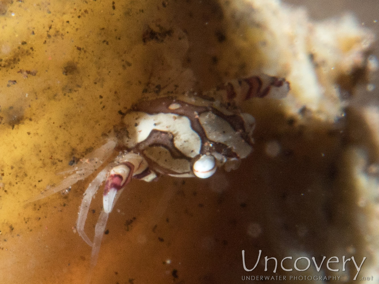 Harlequin Swimmer Crab (lissocarcinus Laevis), photo taken in Indonesia, Bali, Tulamben, Batu Niti Slope