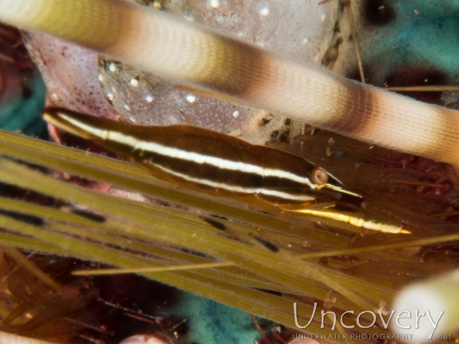 Purple Urchin Shrimp (stegopontonia Commensalis), photo taken in Indonesia, Bali, Tulamben, Batu Niti Slope