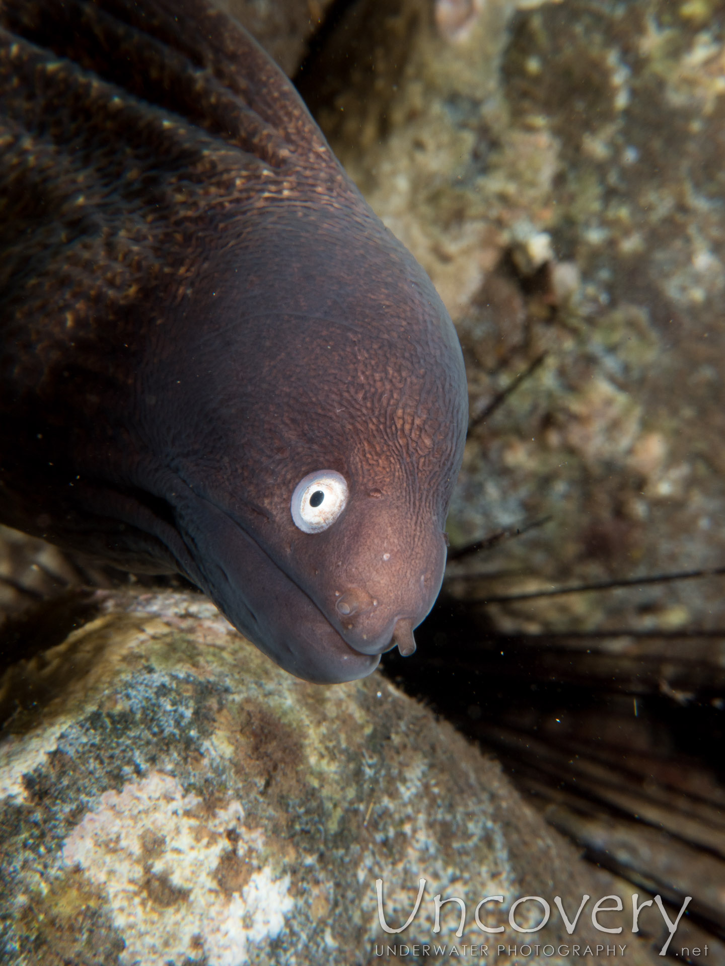 White Eyed Moray (gymnothorax Thyrsoideus), photo taken in Indonesia, Bali, Tulamben, Batu Niti Slope