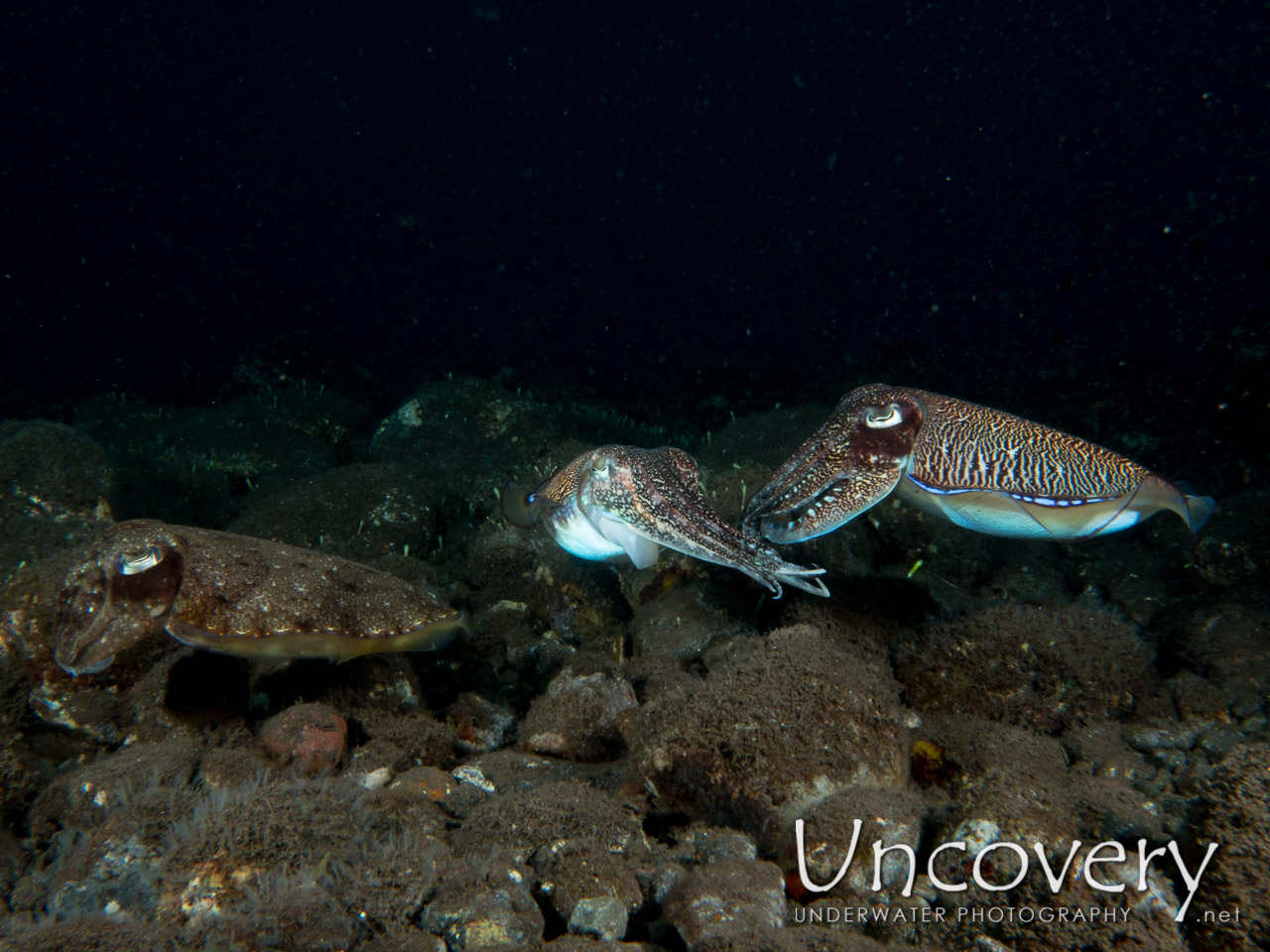 Cuttlefish, photo taken in Indonesia, Bali, Tulamben, Batu Niti Slope