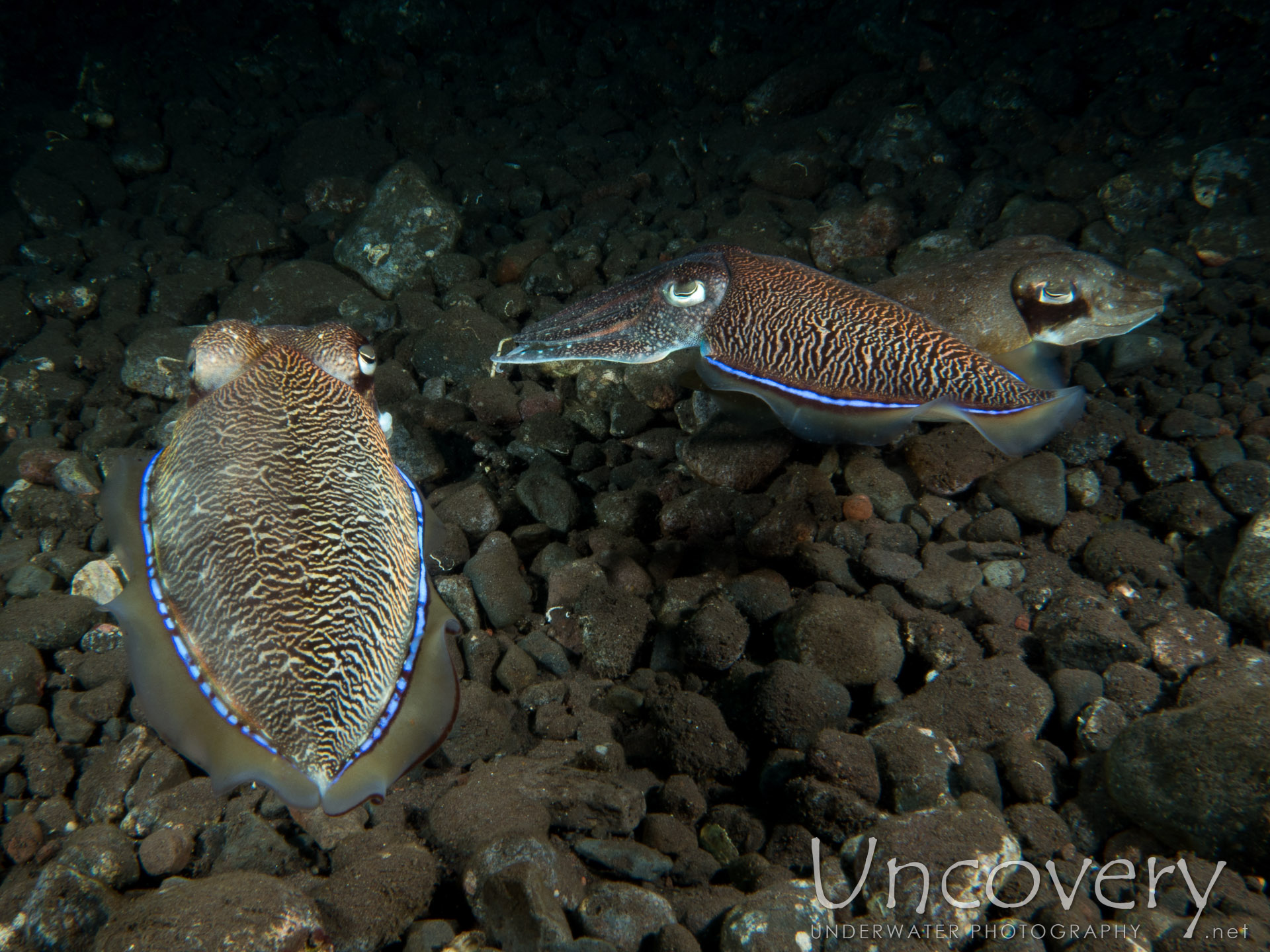 Broadclub Cuttlefish (sepia Latimanus), photo taken in Indonesia, Bali, Tulamben, Batu Niti Slope