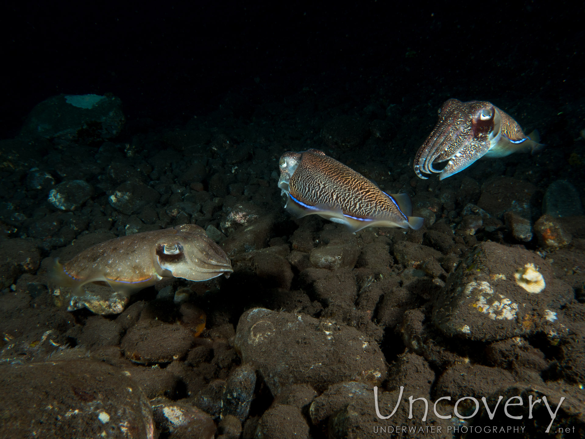 Broadclub Cuttlefish (sepia Latimanus), photo taken in Indonesia, Bali, Tulamben, Batu Niti Slope