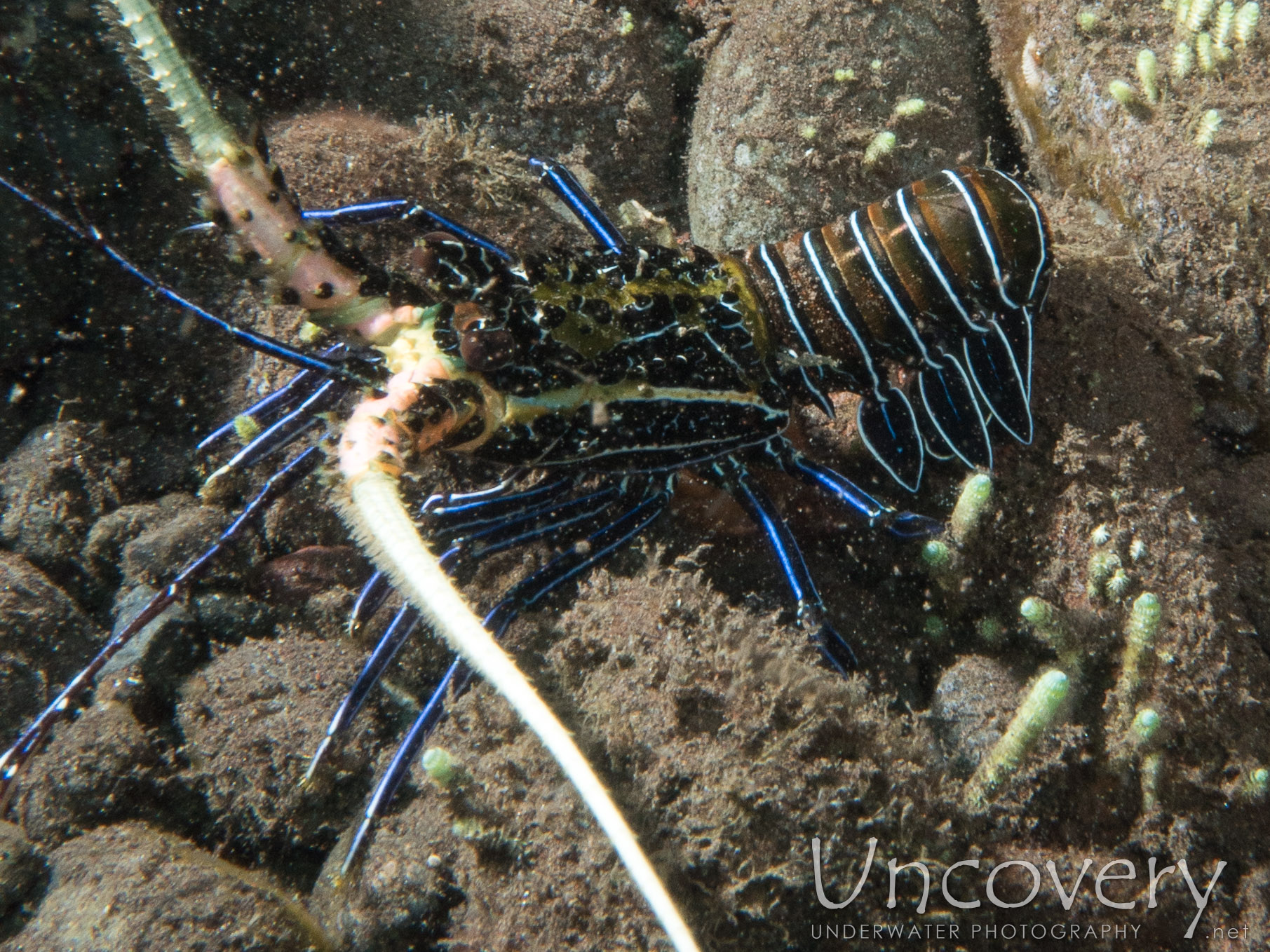 Lobster, photo taken in Indonesia, Bali, Tulamben, Batu Niti Slope