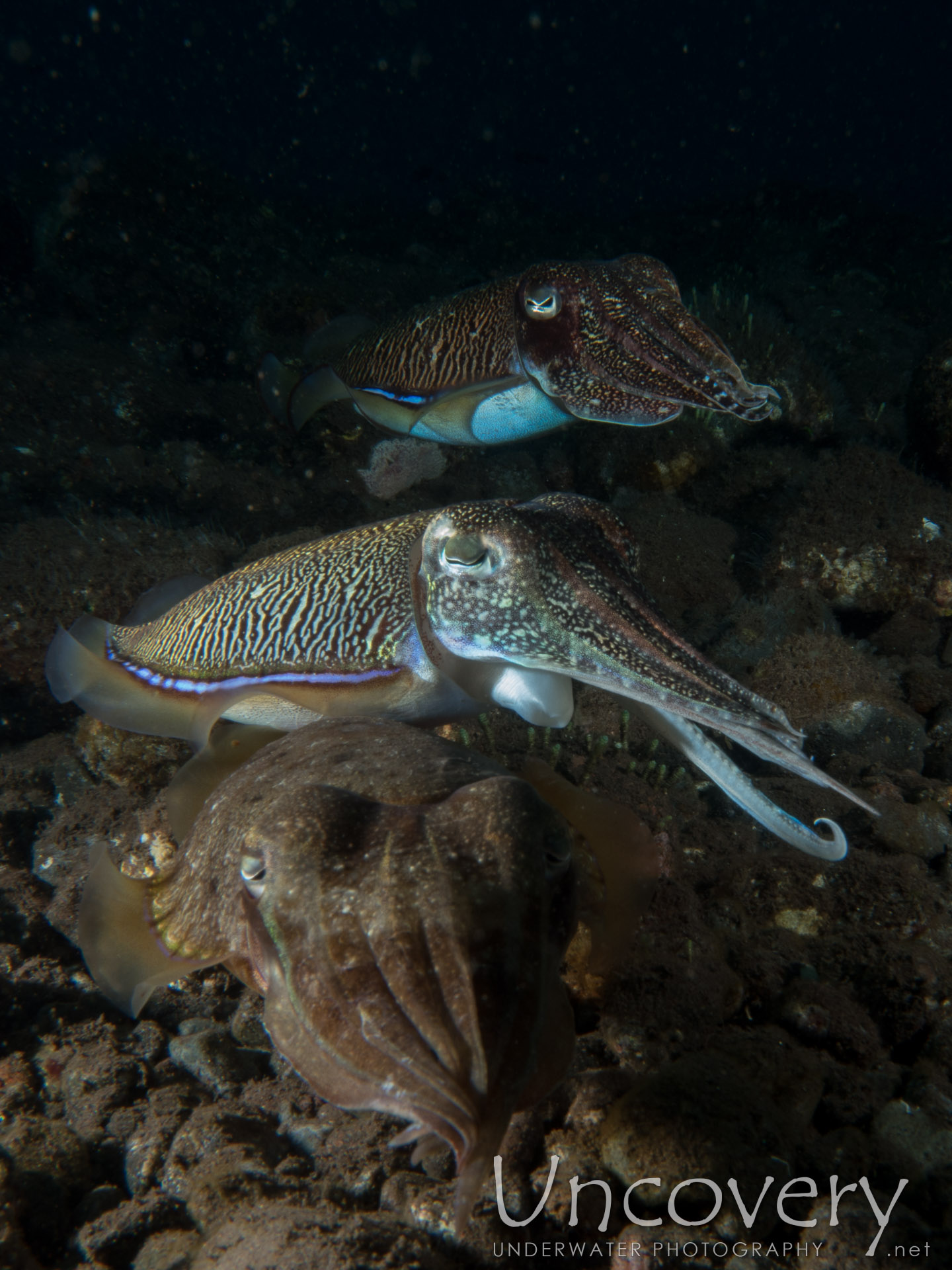 Broadclub Cuttlefish (sepia Latimanus), photo taken in Indonesia, Bali, Tulamben, Batu Niti Slope