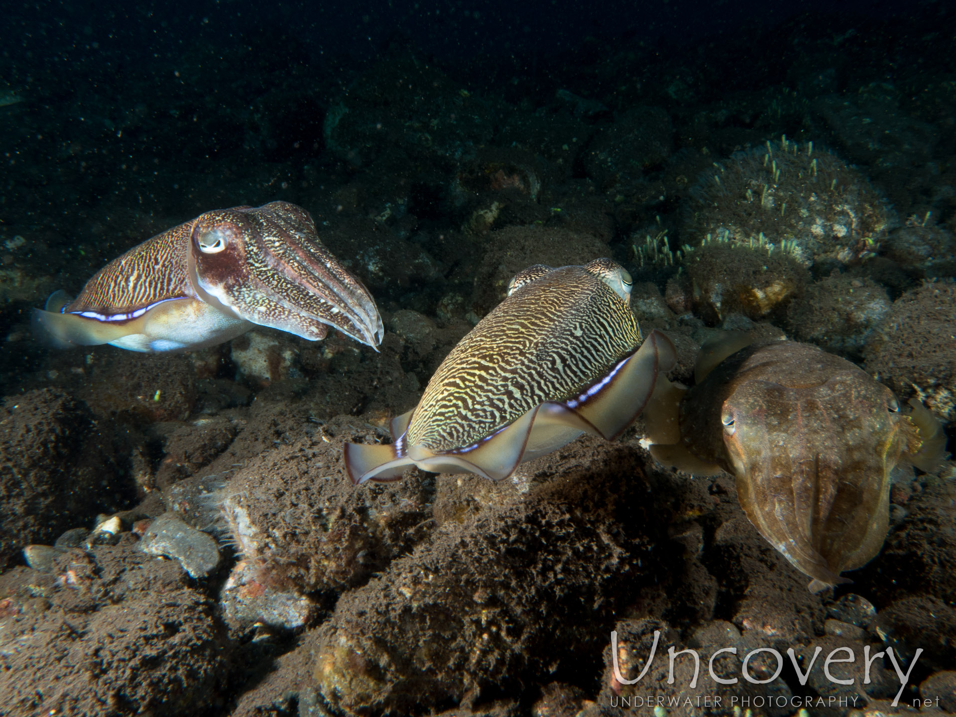 Broadclub Cuttlefish (sepia Latimanus), photo taken in Indonesia, Bali, Tulamben, Batu Niti Slope