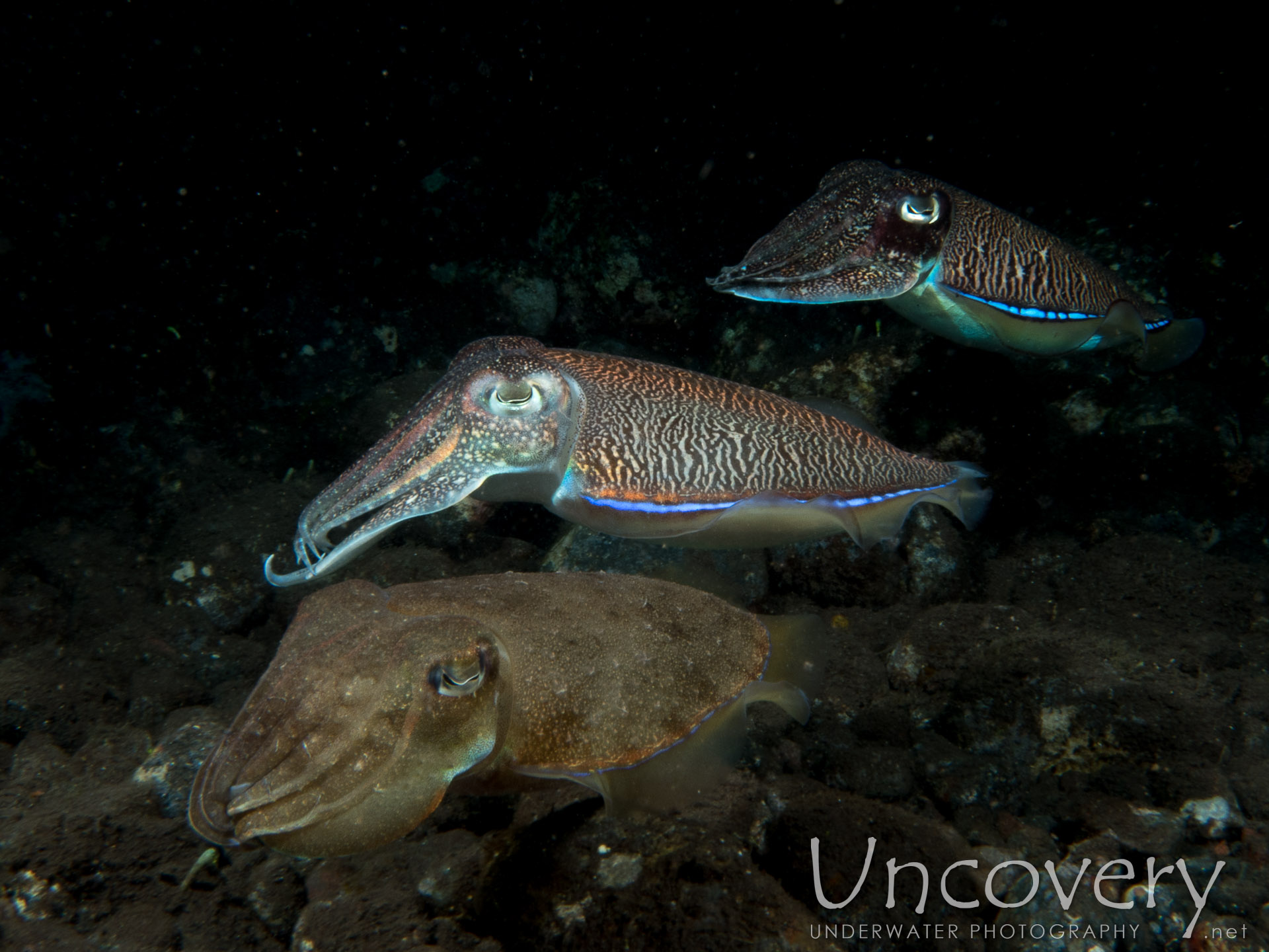 Broadclub Cuttlefish (sepia Latimanus), photo taken in Indonesia, Bali, Tulamben, Batu Niti Slope