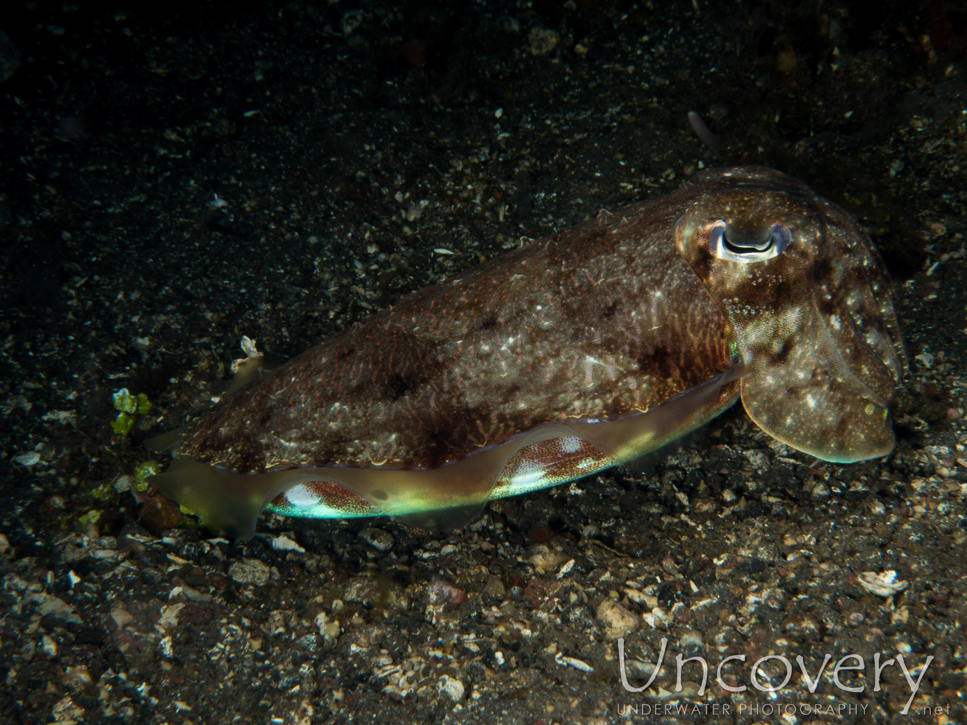 Broadclub Cuttlefish (sepia Latimanus), photo taken in Indonesia, Bali, Tulamben, Sidem