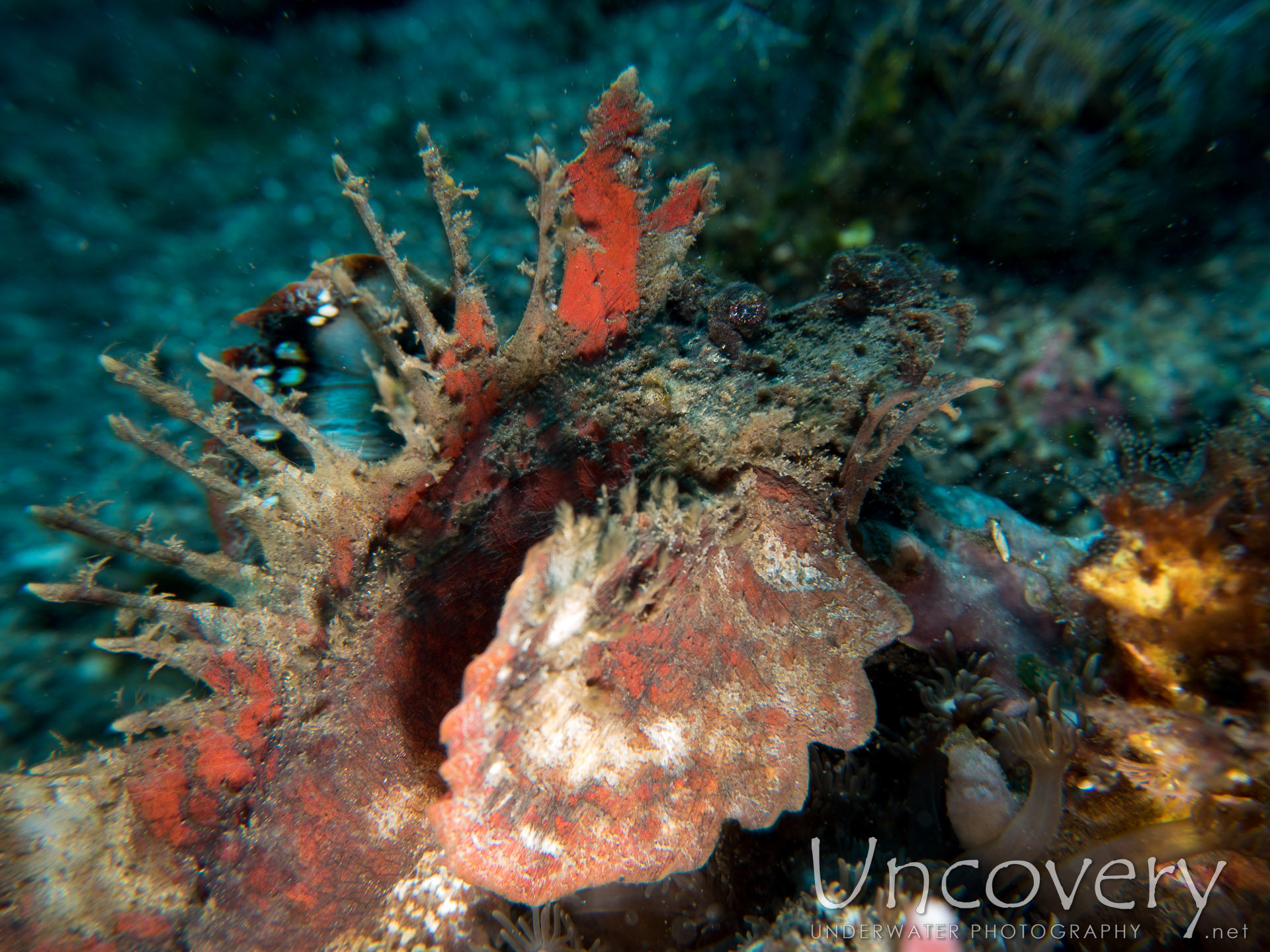 Spiny Devilfish (inimicus Didactylus), photo taken in Indonesia, Bali, Tulamben, Sidem