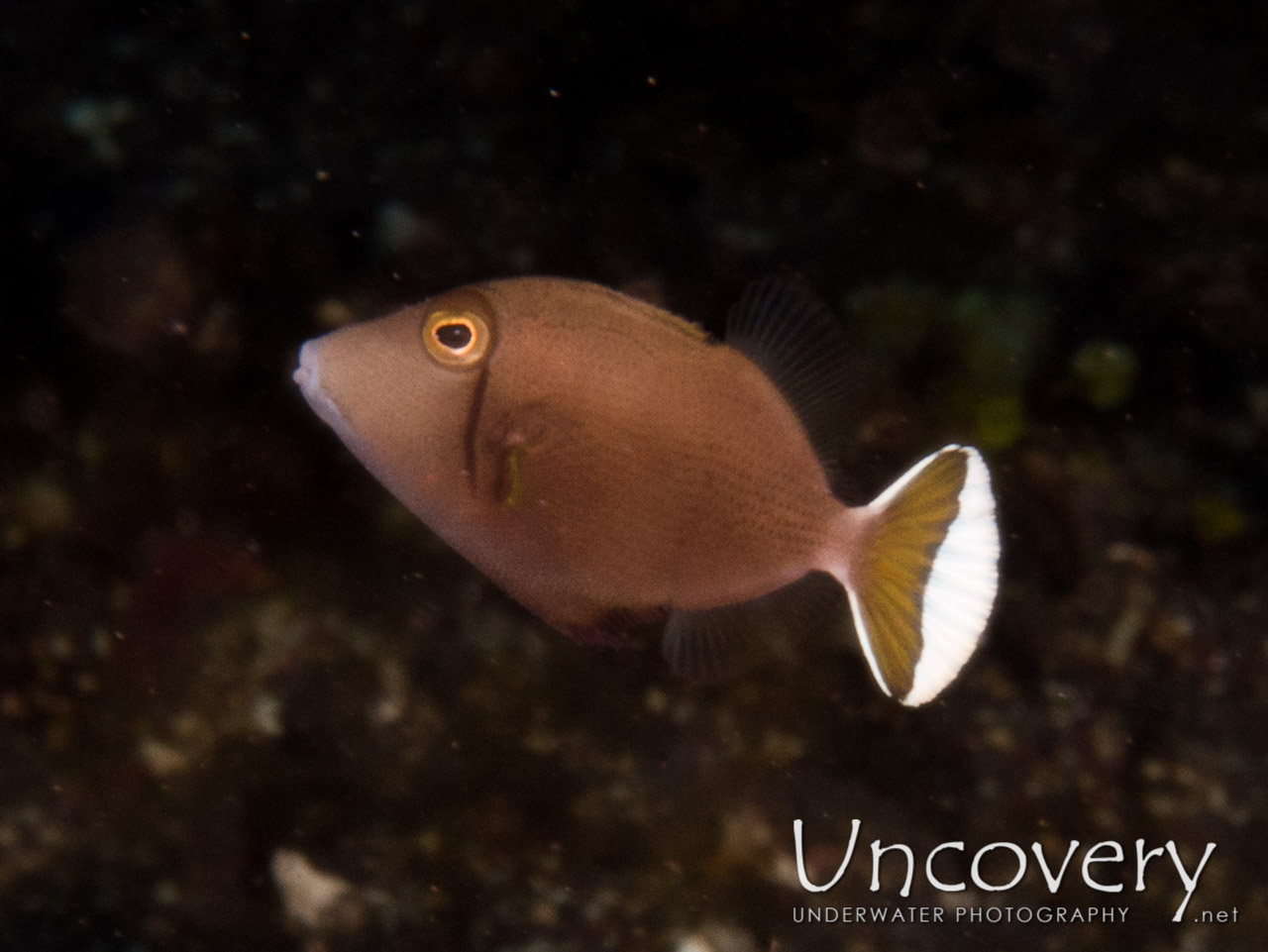 Juvenile, Triggerfish, photo taken in Indonesia, Bali, Tulamben, Sidem