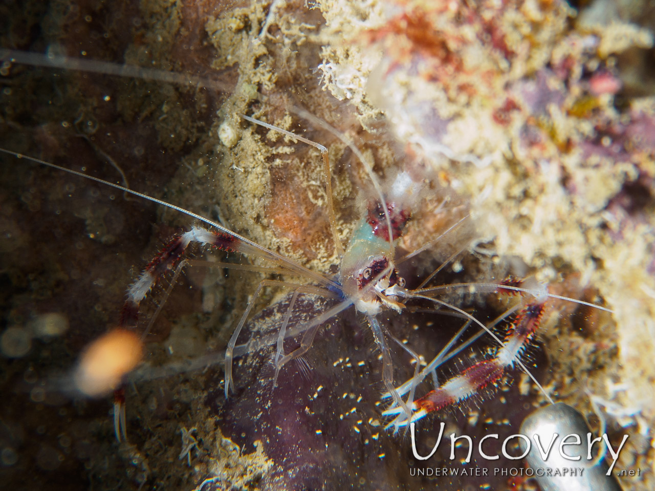 Banded Coral Shrimp (stenopus Hispidus), photo taken in Maldives, Male Atoll, South Male Atoll, Out Wreck
