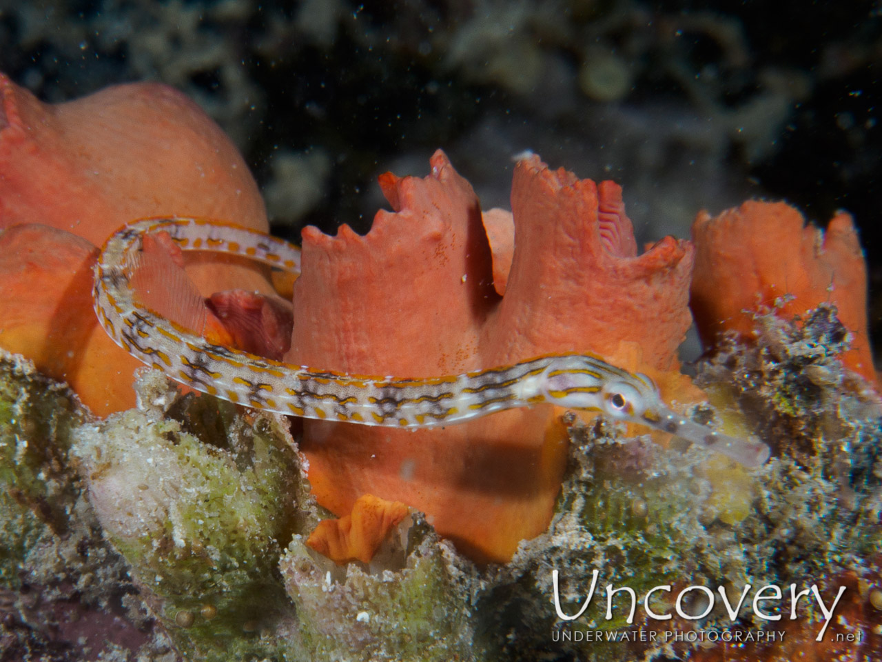 Networked Pipefish (corythoichthys Flavofasciatus) shot in Maldives|Male Atoll|South Male Atoll|Out Wreck