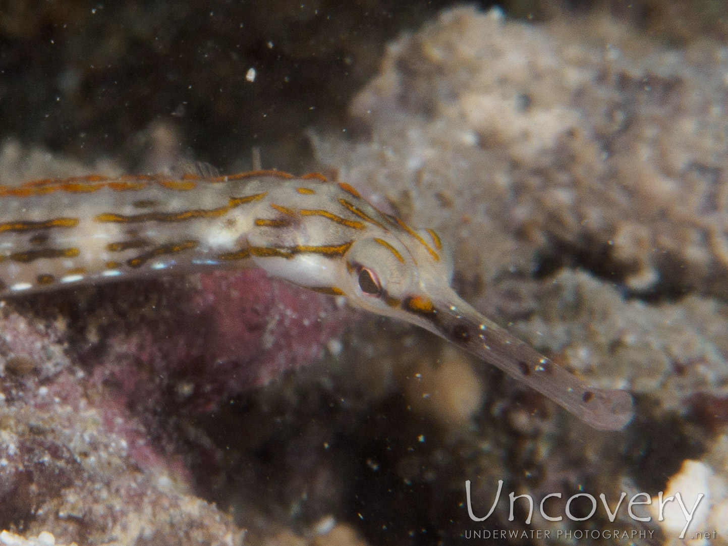 Networked Pipefish (corythoichthys Flavofasciatus), photo taken in Maldives, Male Atoll, South Male Atoll, Out Wreck