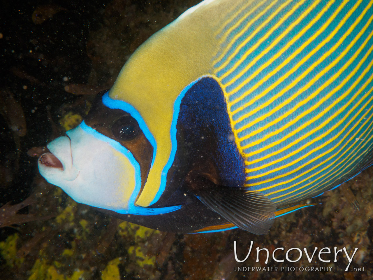 Emperor Angelfish (pomacanthus Imperator), photo taken in Maldives, Male Atoll, South Male Atoll, Out Wreck
