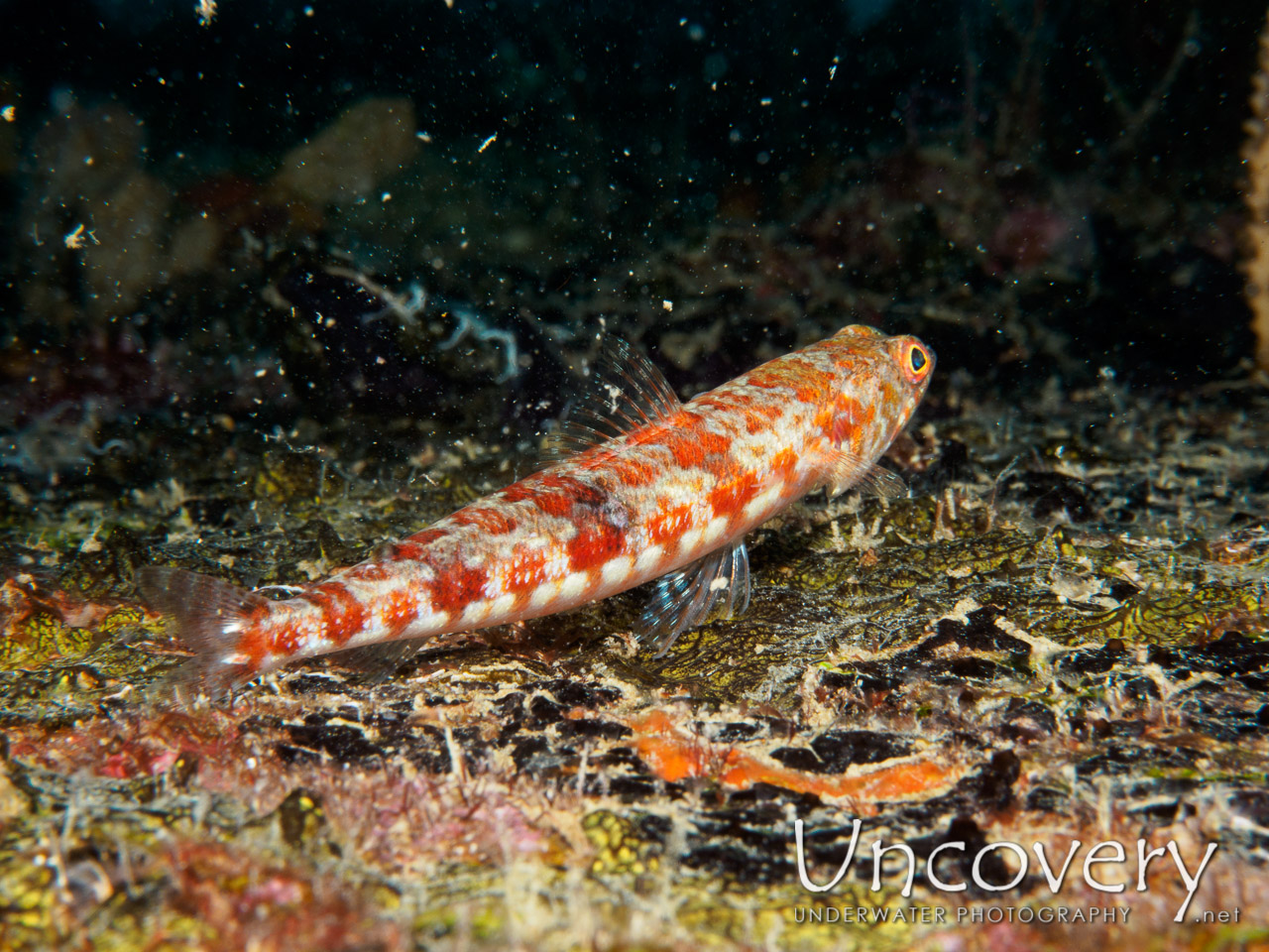 Reef Lizardfish (synodus Variegatus), photo taken in Maldives, Male Atoll, South Male Atoll, Out Wreck