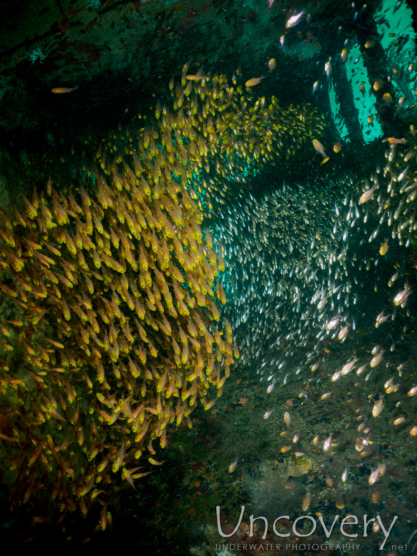 00 To Be Determined, photo taken in Maldives, Male Atoll, South Male Atoll, Out Wreck