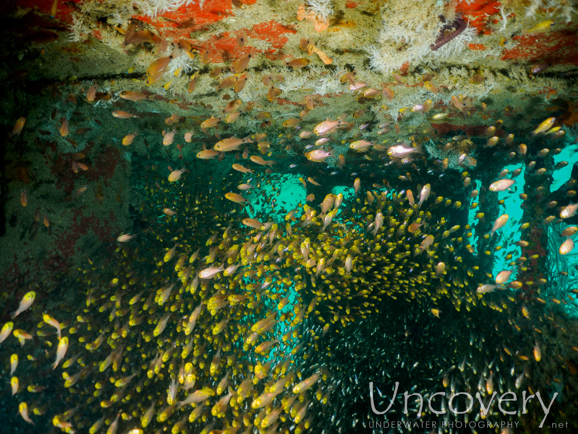 00 To Be Determined, photo taken in Maldives, Male Atoll, South Male Atoll, Out Wreck