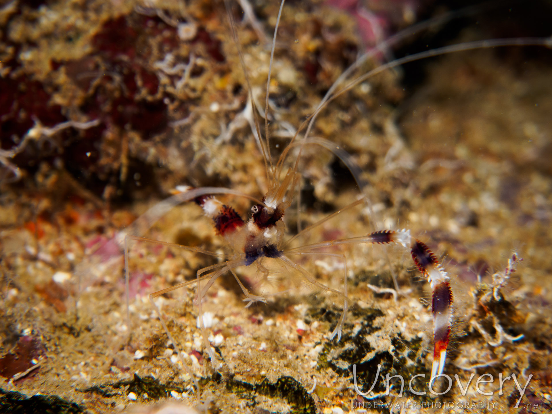 Banded Coral Shrimp (stenopus Hispidus), photo taken in Maldives, Male Atoll, South Male Atoll, Out Wreck