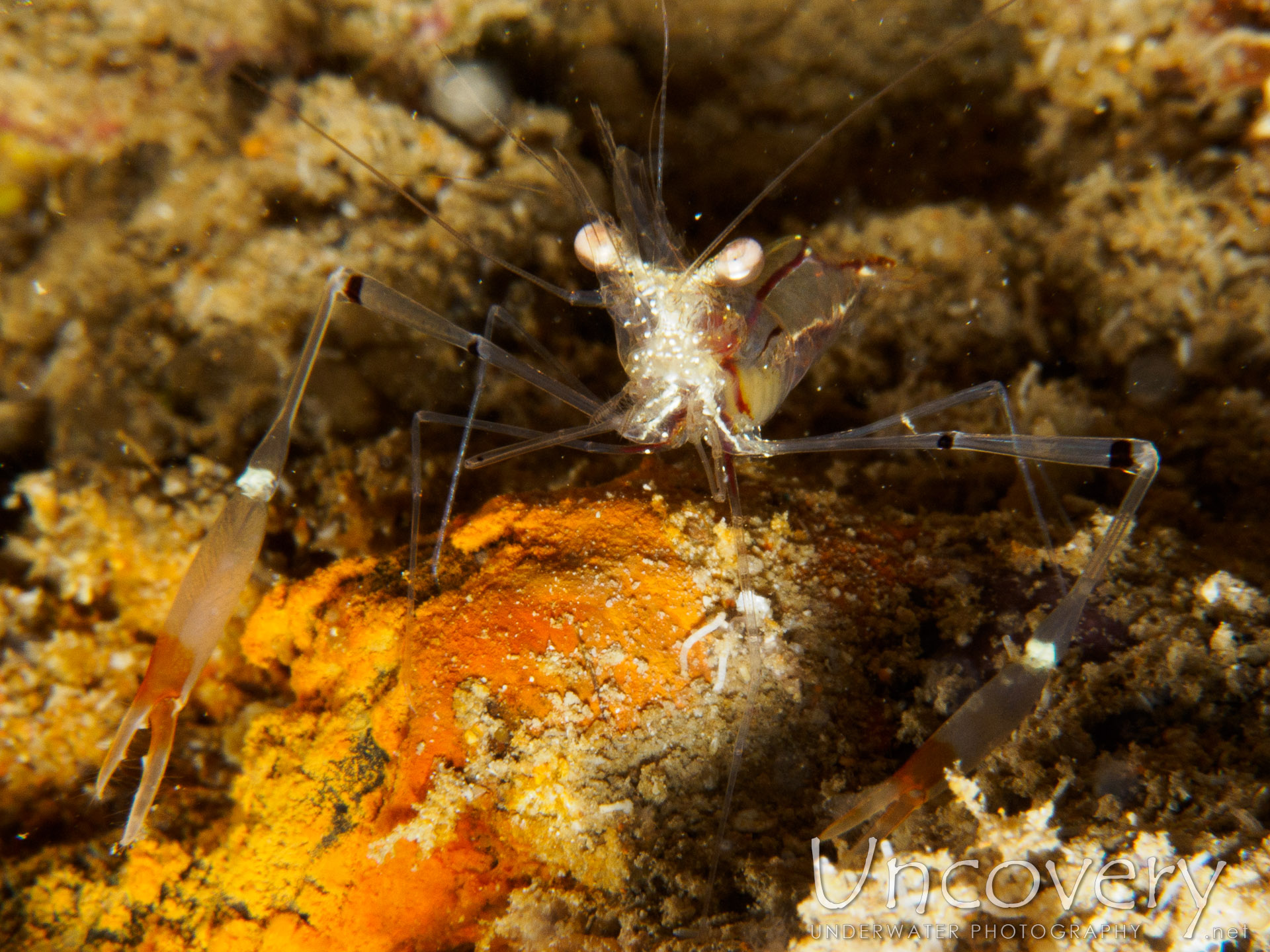 Translucent Gorgonian Shrimp (manipontonia Psamathe), photo taken in Maldives, Male Atoll, South Male Atoll, Out Wreck