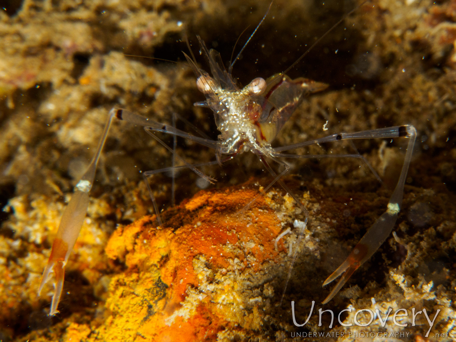 Translucent Gorgonian Shrimp (manipontonia Psamathe), photo taken in Maldives, Male Atoll, South Male Atoll, Out Wreck