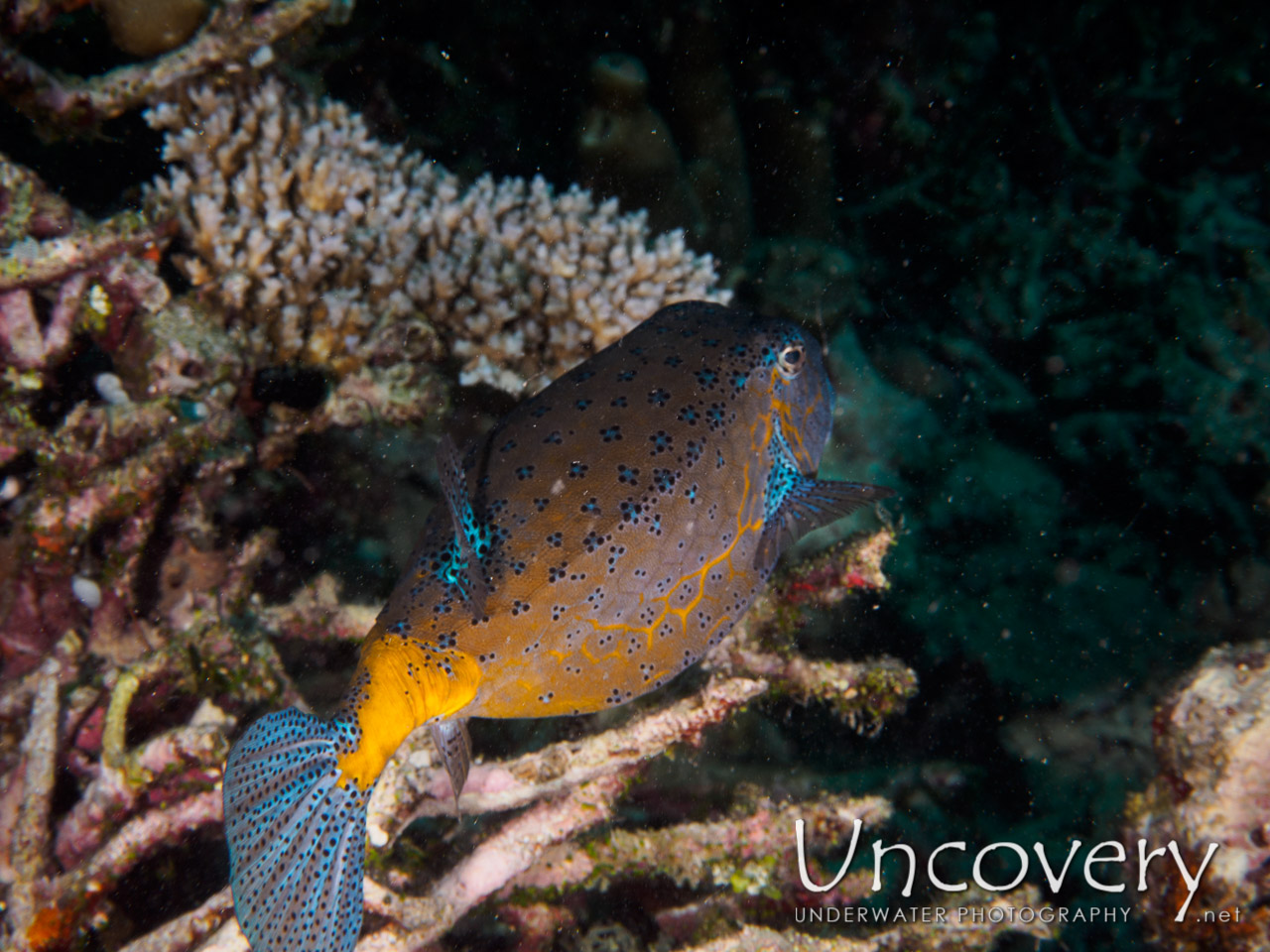 Yellow Boxfish (ostracion Cubicus), photo taken in Maldives, Male Atoll, South Male Atoll, Out Wreck