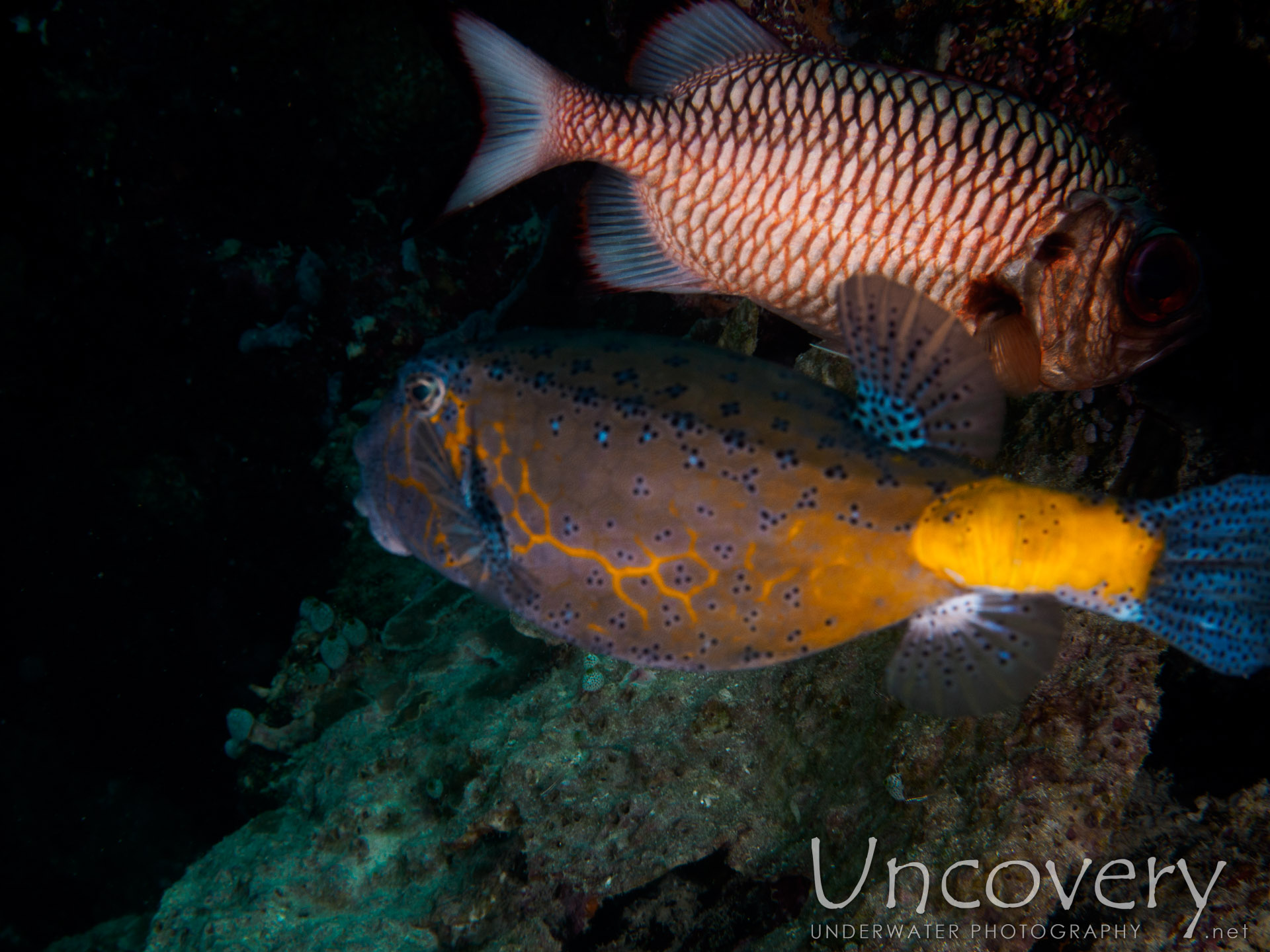 Yellow Boxfish (ostracion Cubicus), photo taken in Maldives, Male Atoll, South Male Atoll, Out Wreck