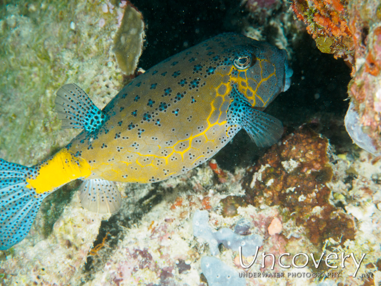 Yellow Boxfish (ostracion Cubicus), photo taken in Maldives, Male Atoll, South Male Atoll, Out Wreck