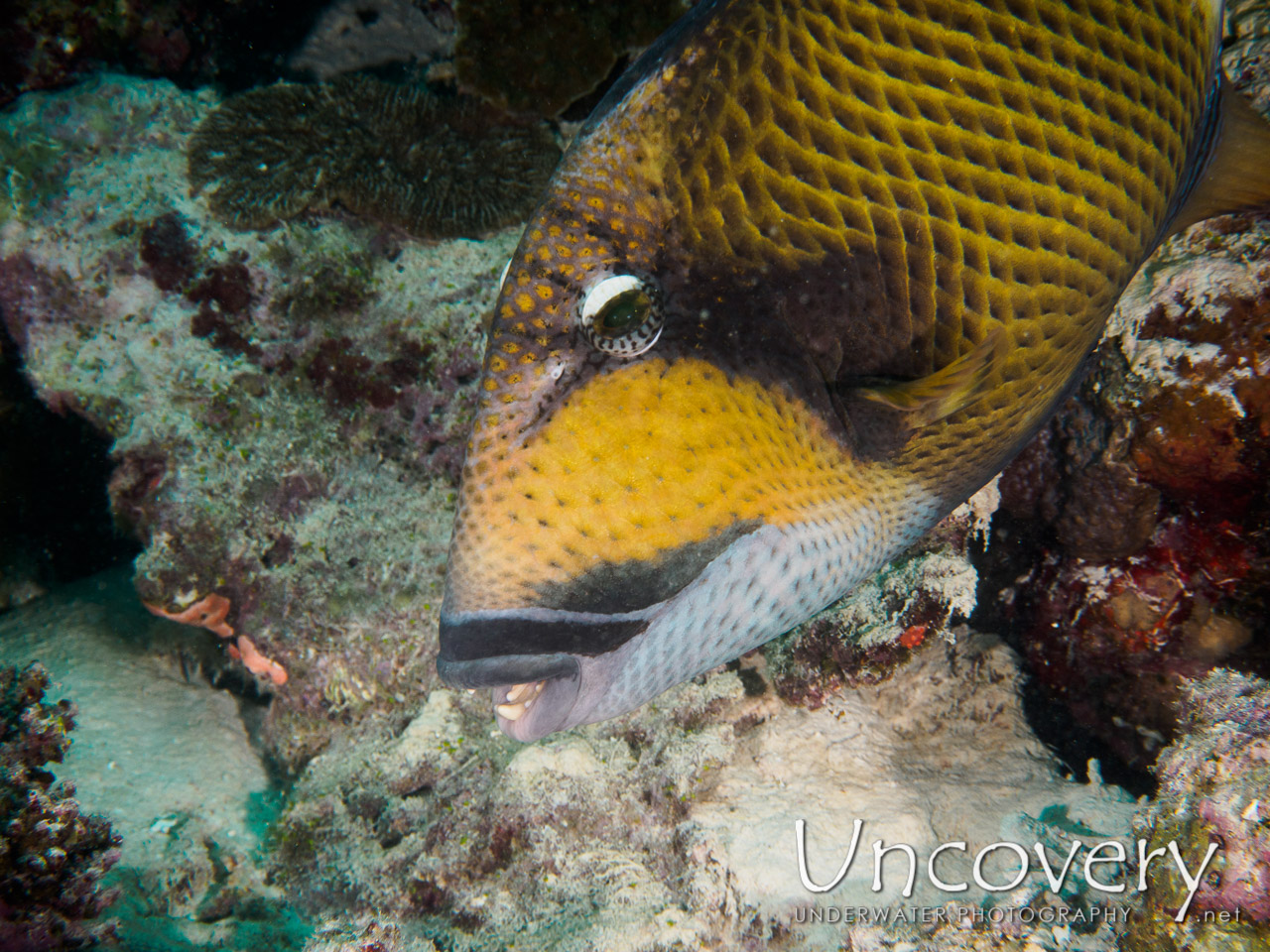 Titan Triggerfish (balistoides Viridescens), photo taken in Maldives, Male Atoll, South Male Atoll, Out Wreck