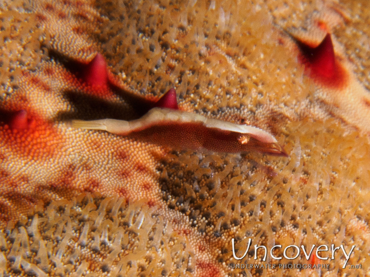 Sea Star Shrimp (zenopontonia Soror), photo taken in Maldives, Male Atoll, South Male Atoll, Laguna Reef