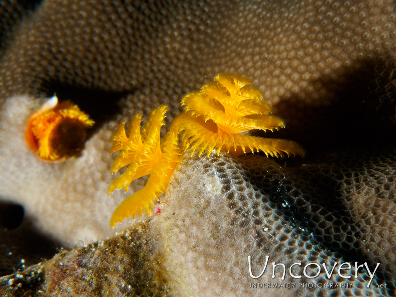 Christmas Tree Worm (spirobranchus Sp.), photo taken in Maldives, Male Atoll, South Male Atoll, Laguna Reef