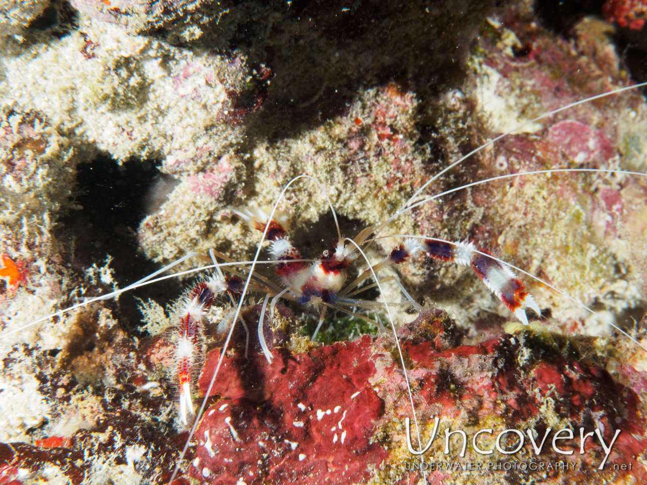 Banded Coral Shrimp (stenopus Hispidus), photo taken in Maldives, Male Atoll, South Male Atoll, South Reef Out