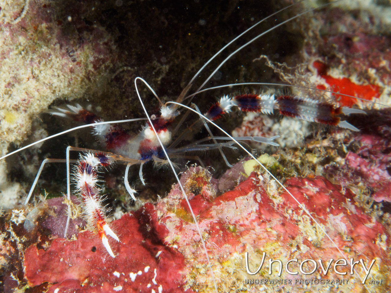 Banded Coral Shrimp (stenopus Hispidus), photo taken in Maldives, Male Atoll, South Male Atoll, South Reef Out